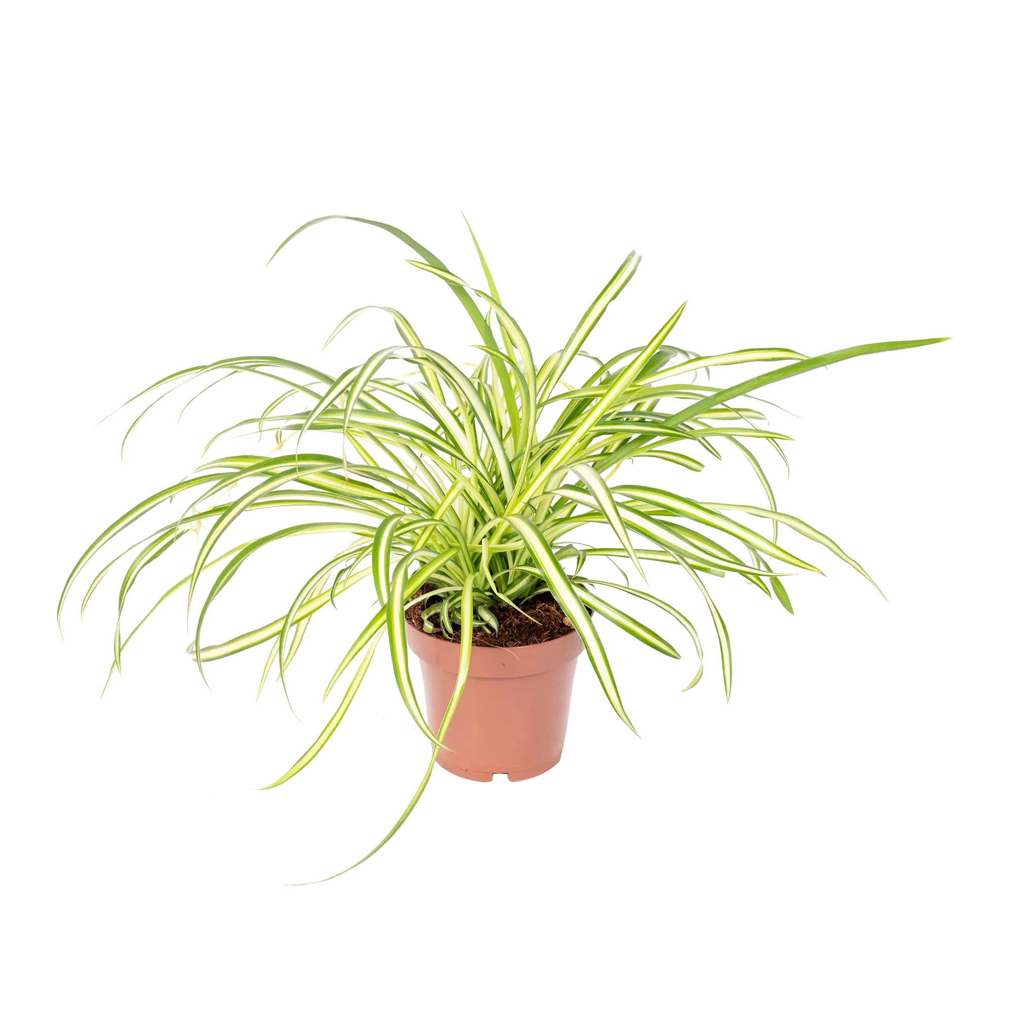 Zielistka Chlorophytum Comosum 15 cm