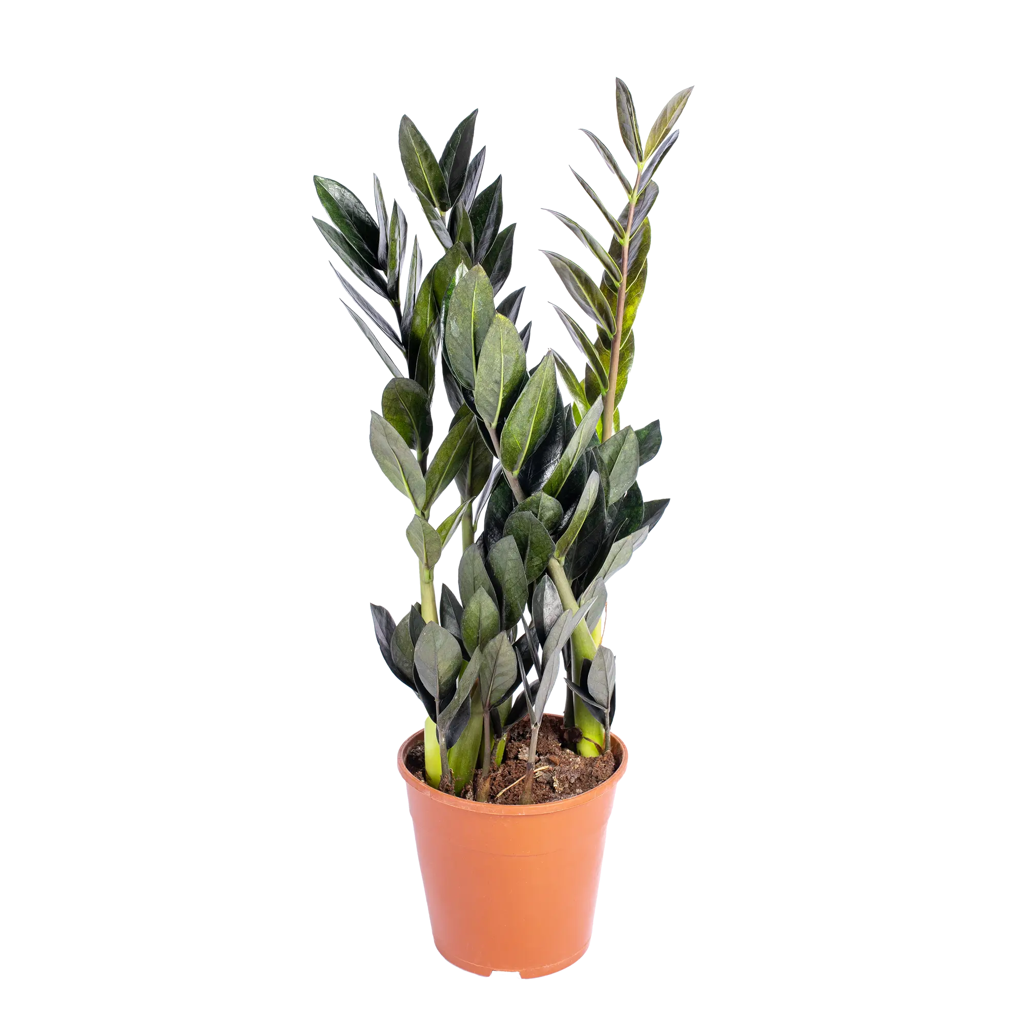 Zamiokulkas zamiolistny czarny Raven 70-80 cm