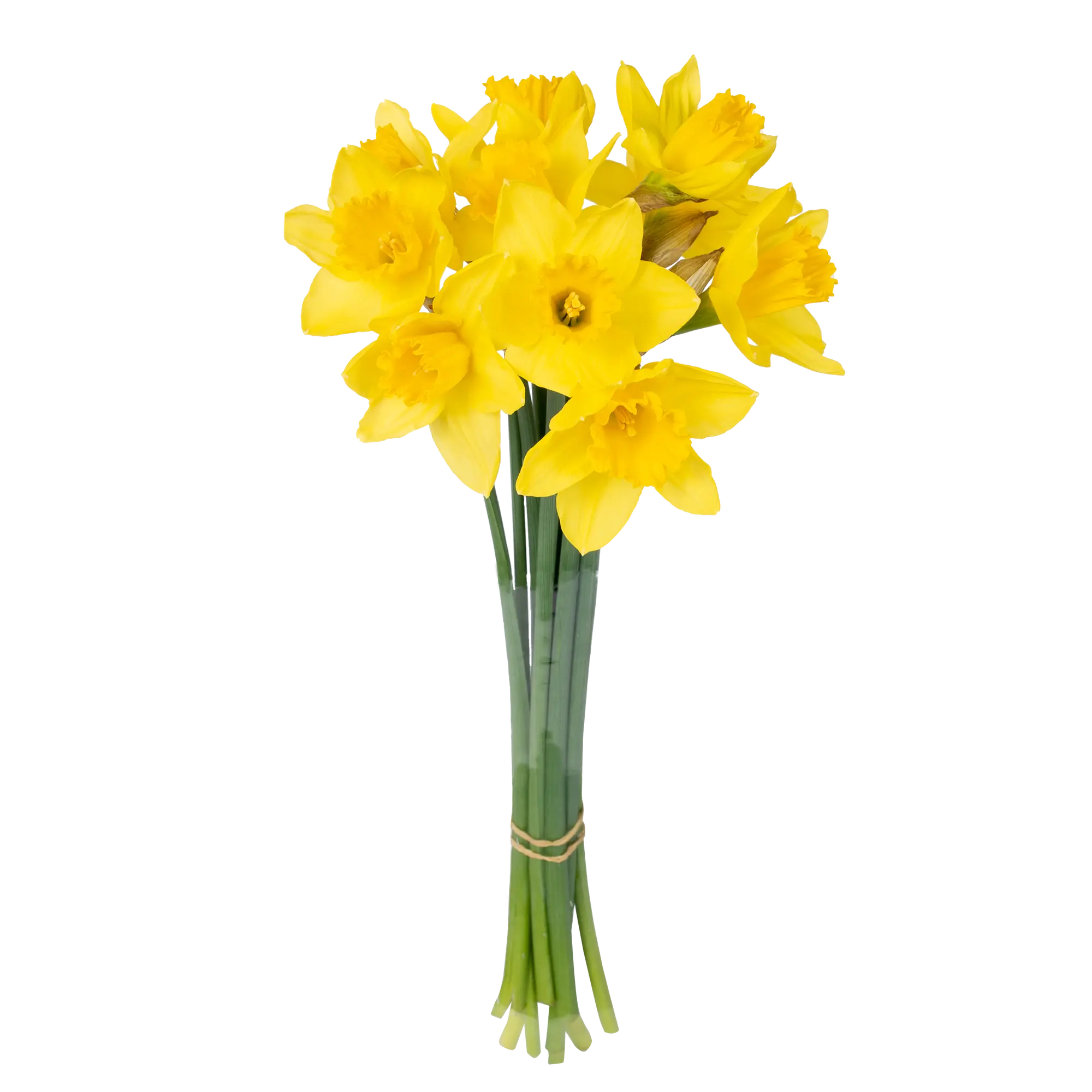 Cięte kwiaty 10 szt. Żonkil 30 cm