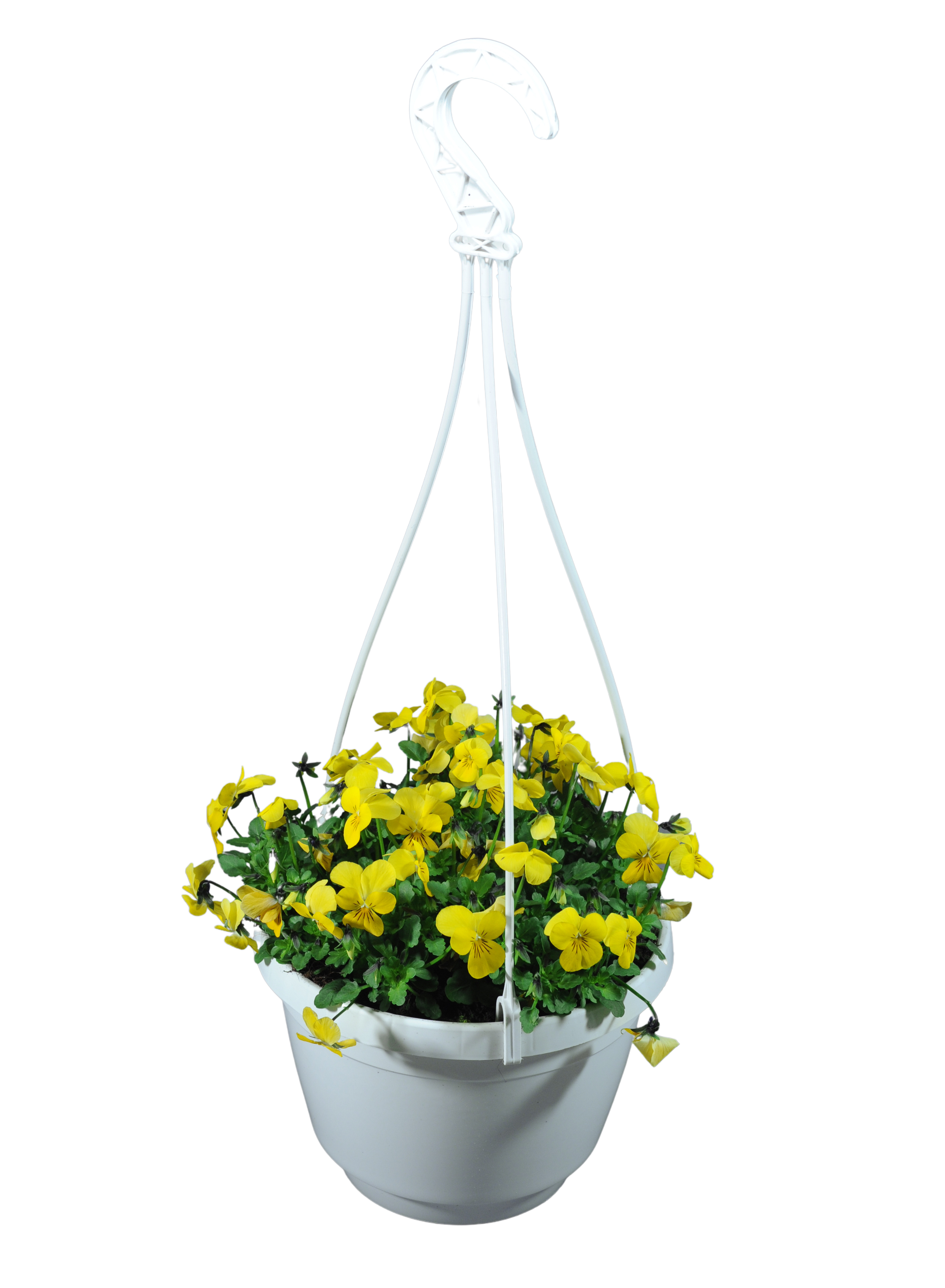 Bratek Ampel 25-30 cm