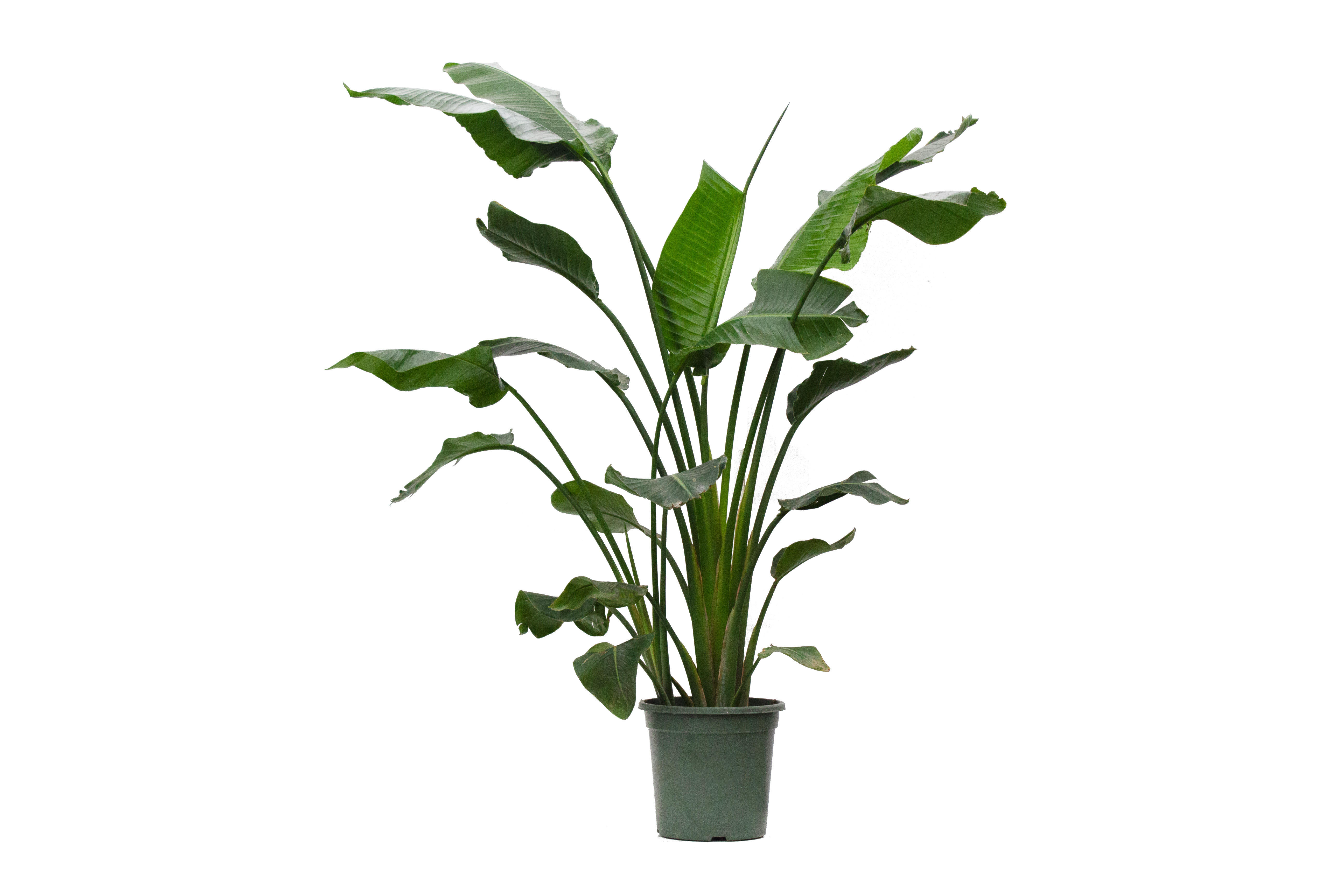 Planta verde Strelitzia Nicolai en maceta de 32 cm - 2