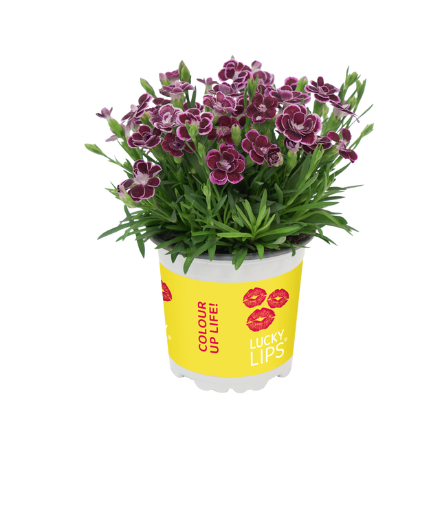Goździk Lucky Lips 17-25 cm