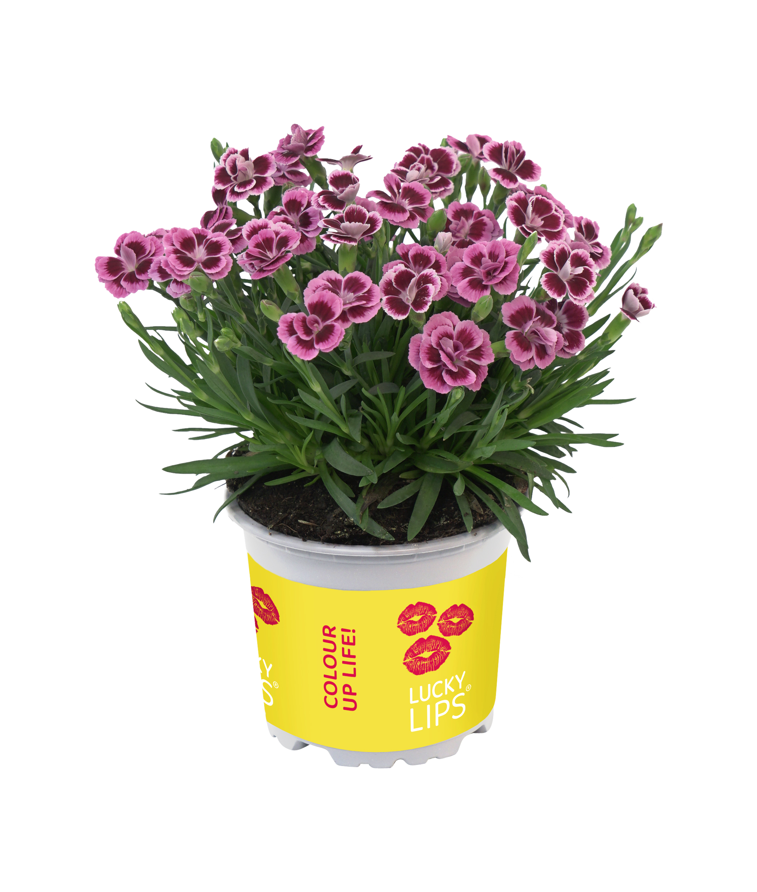 Goździk Lucky Lips 17-25 cm - 5