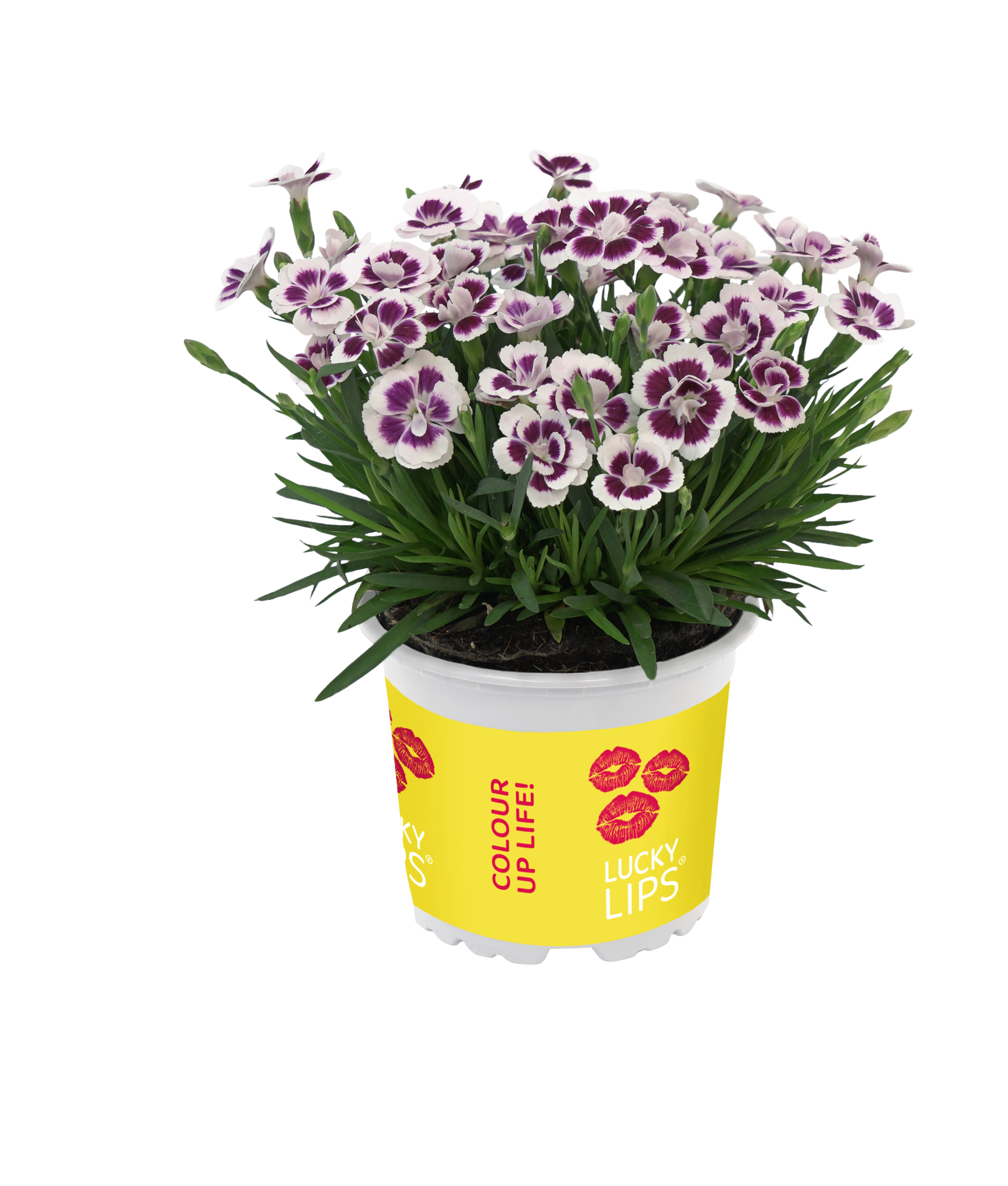 Goździk Lucky Lips 17-25 cm - 2