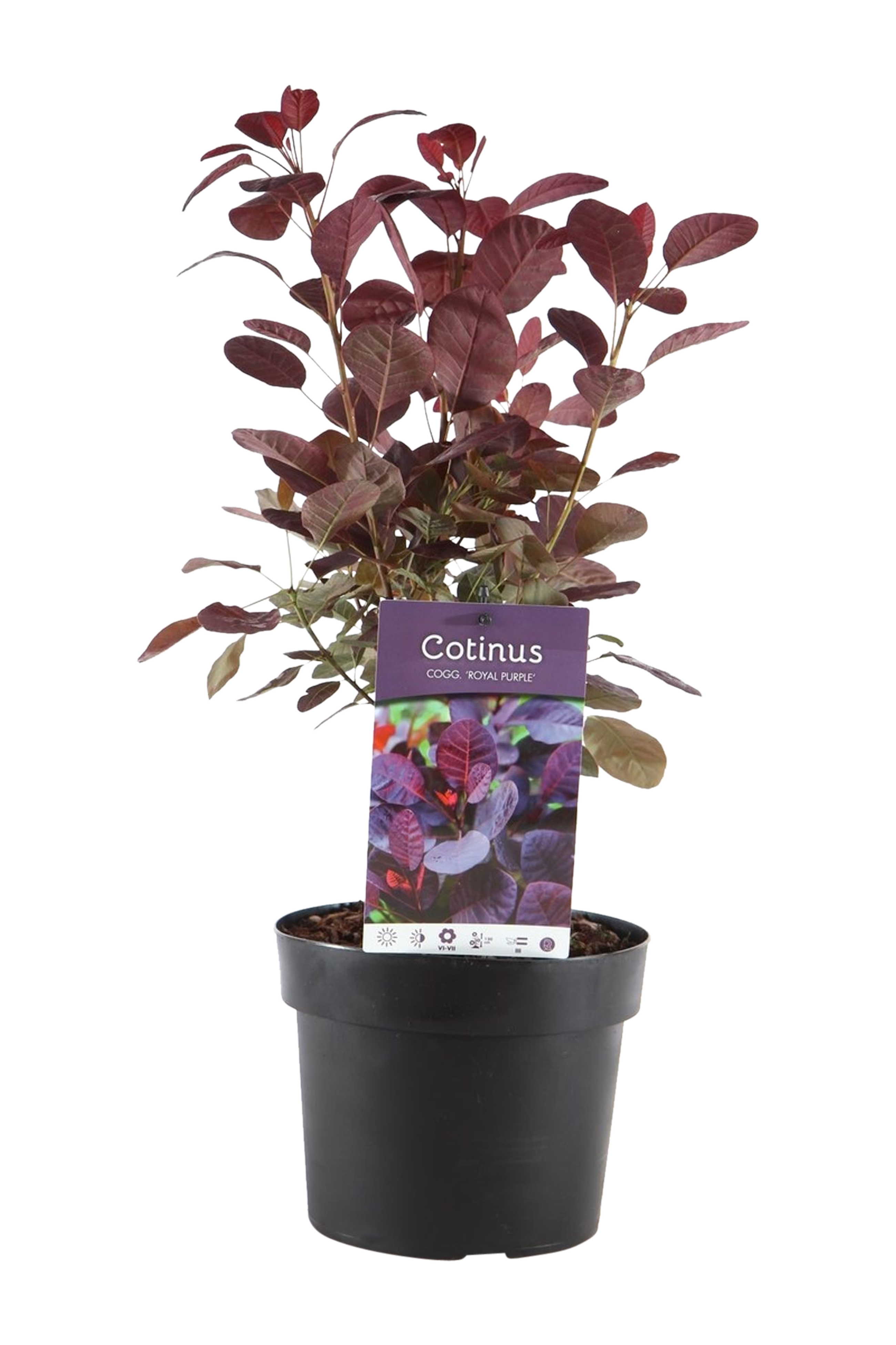 Perukowiec Royal Purple 30-40 cm