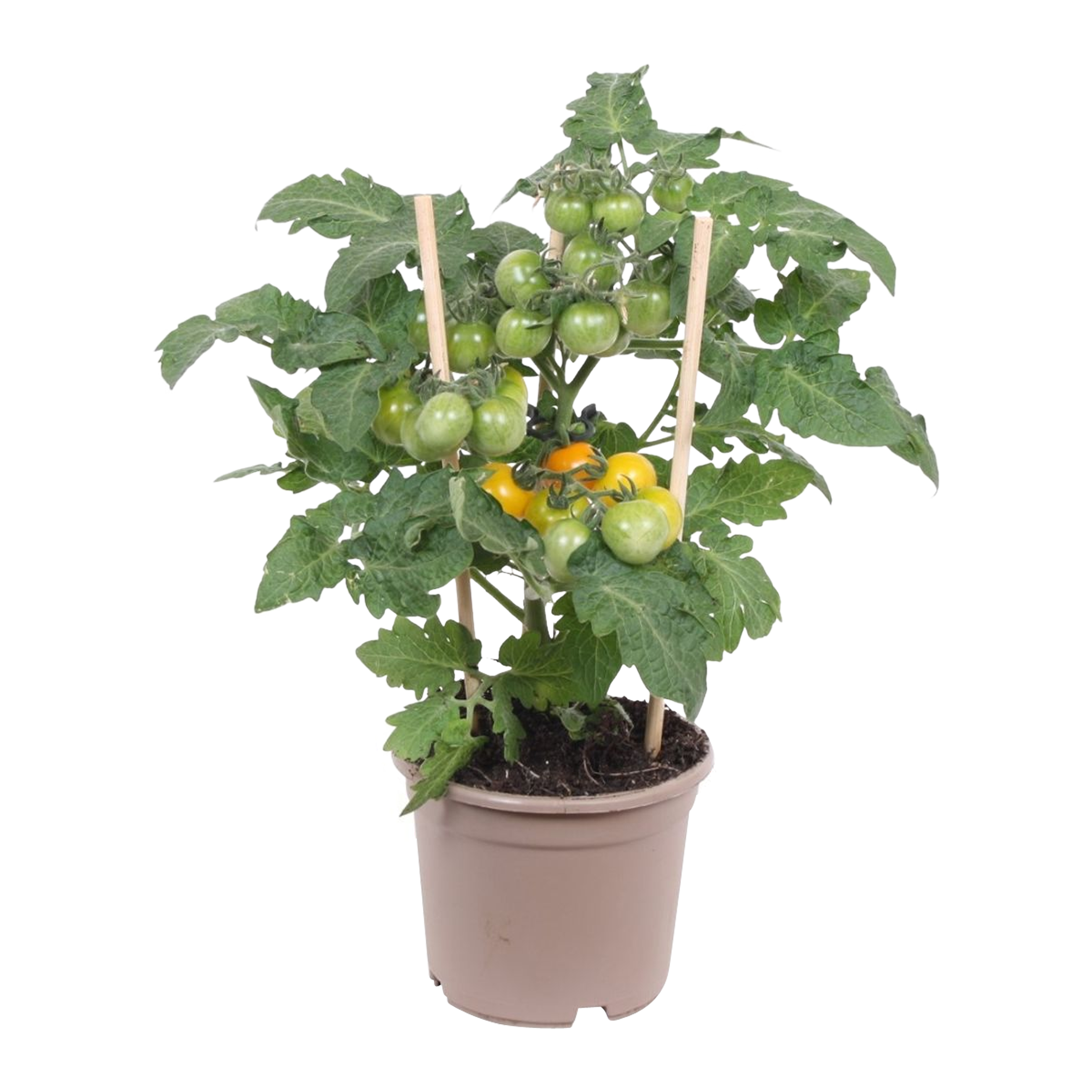 Pomidor Cherry żółty 30 cm