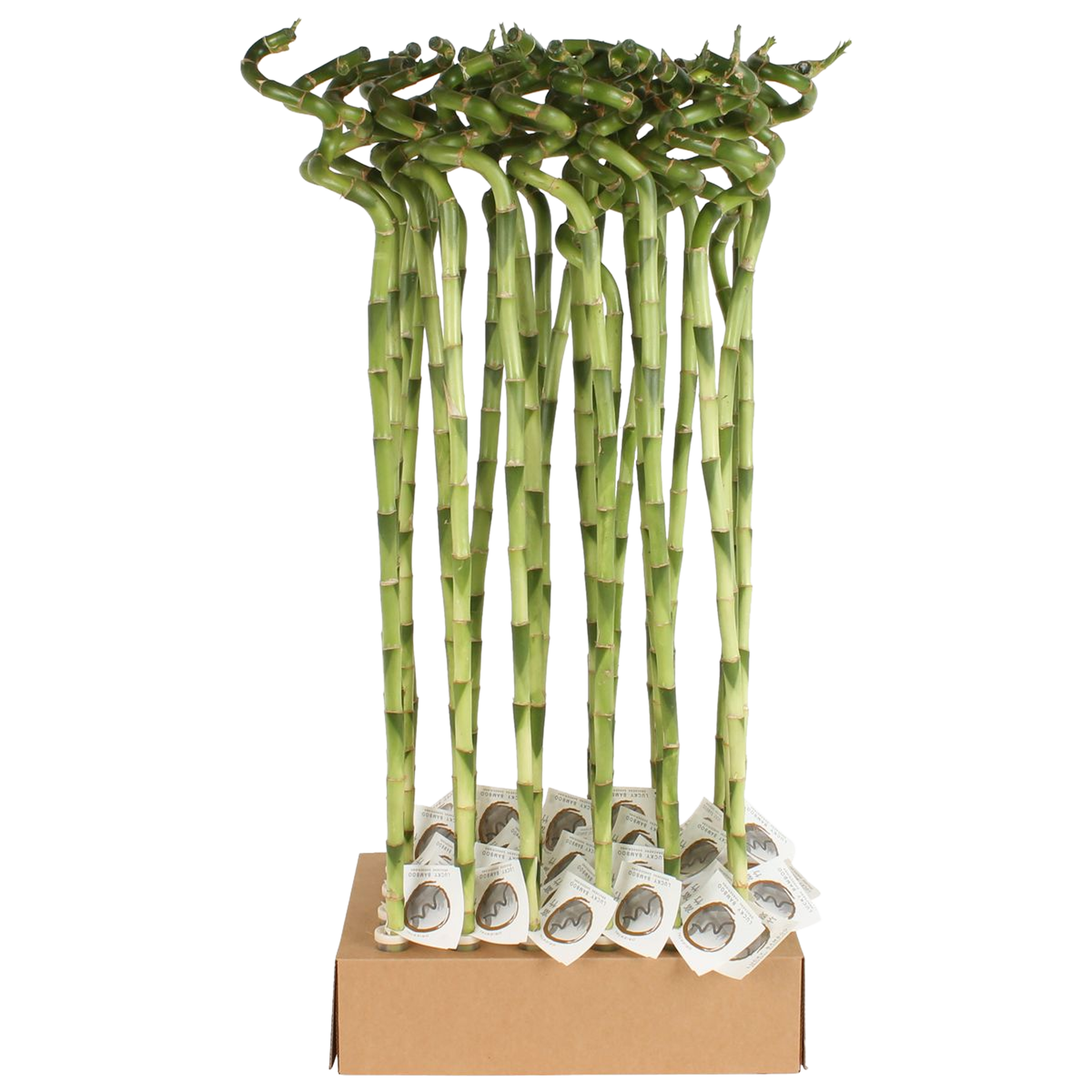 Lucky Bamboo 80 cm