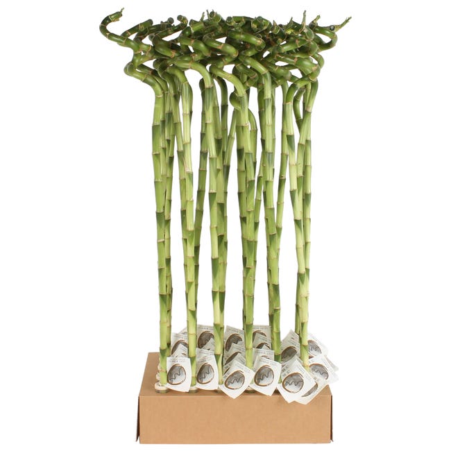 Lucky bamboo 80 cm 90842266