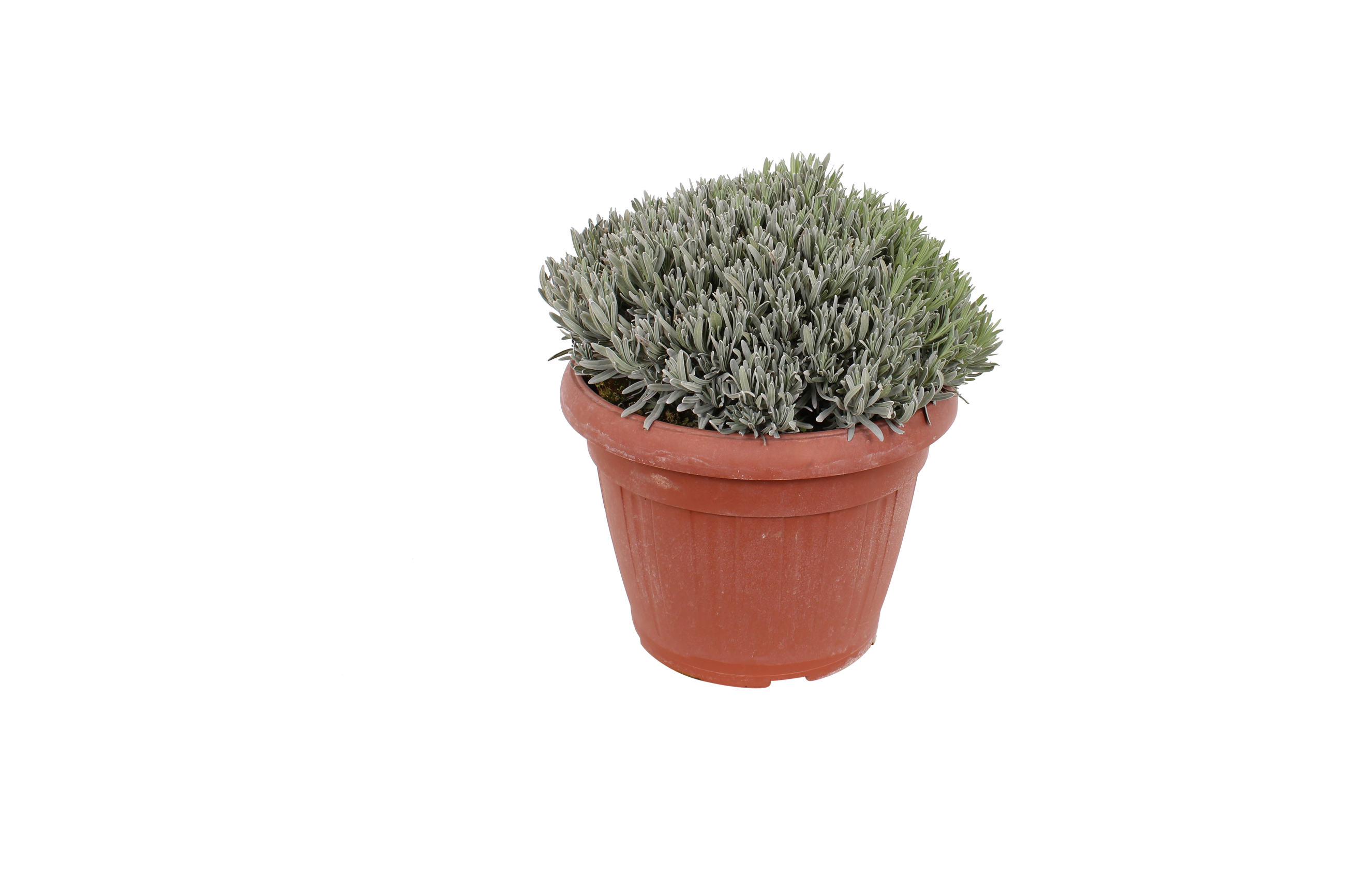 Lawenda Angustifolia 50-60 cm