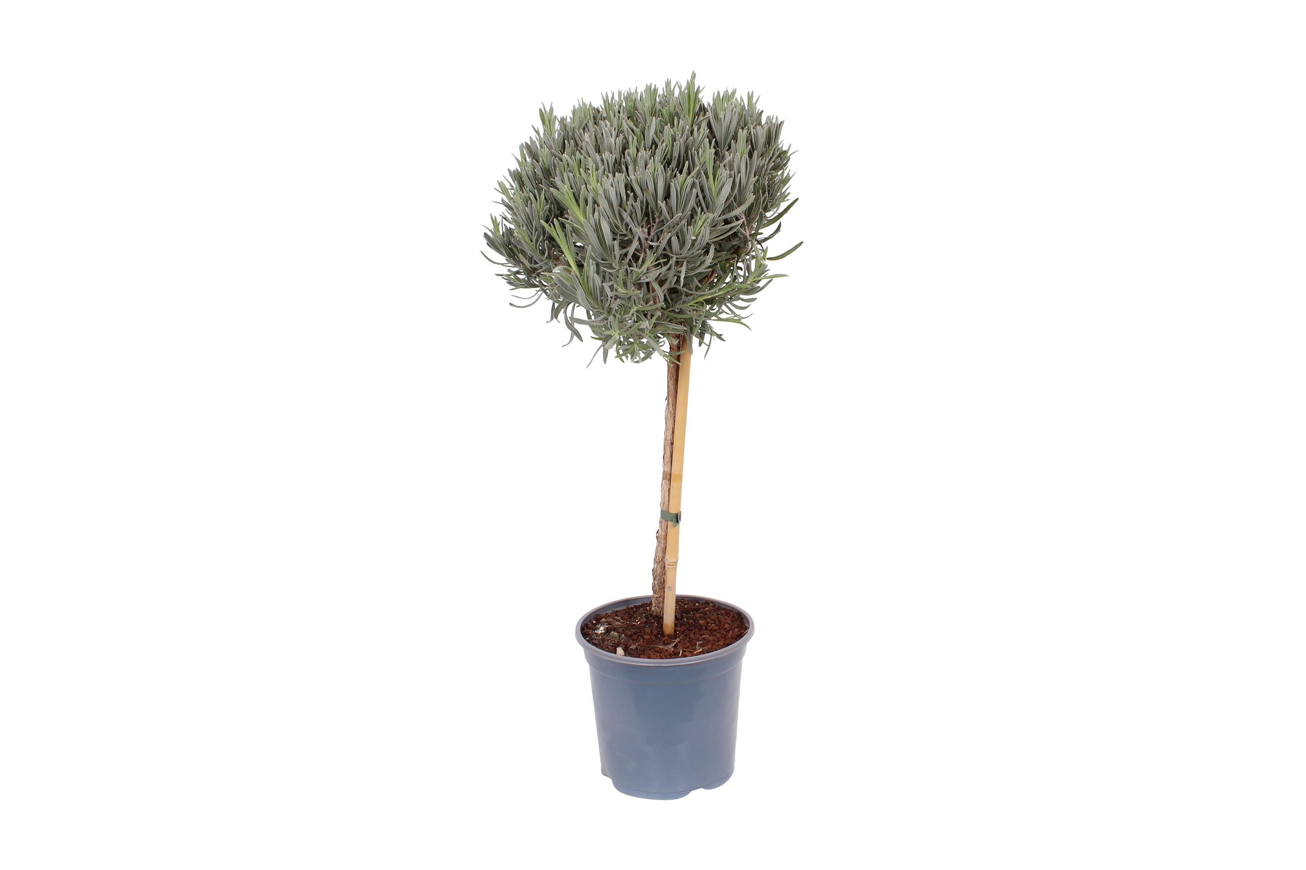Lawenda Angustifolia 80-90 cm