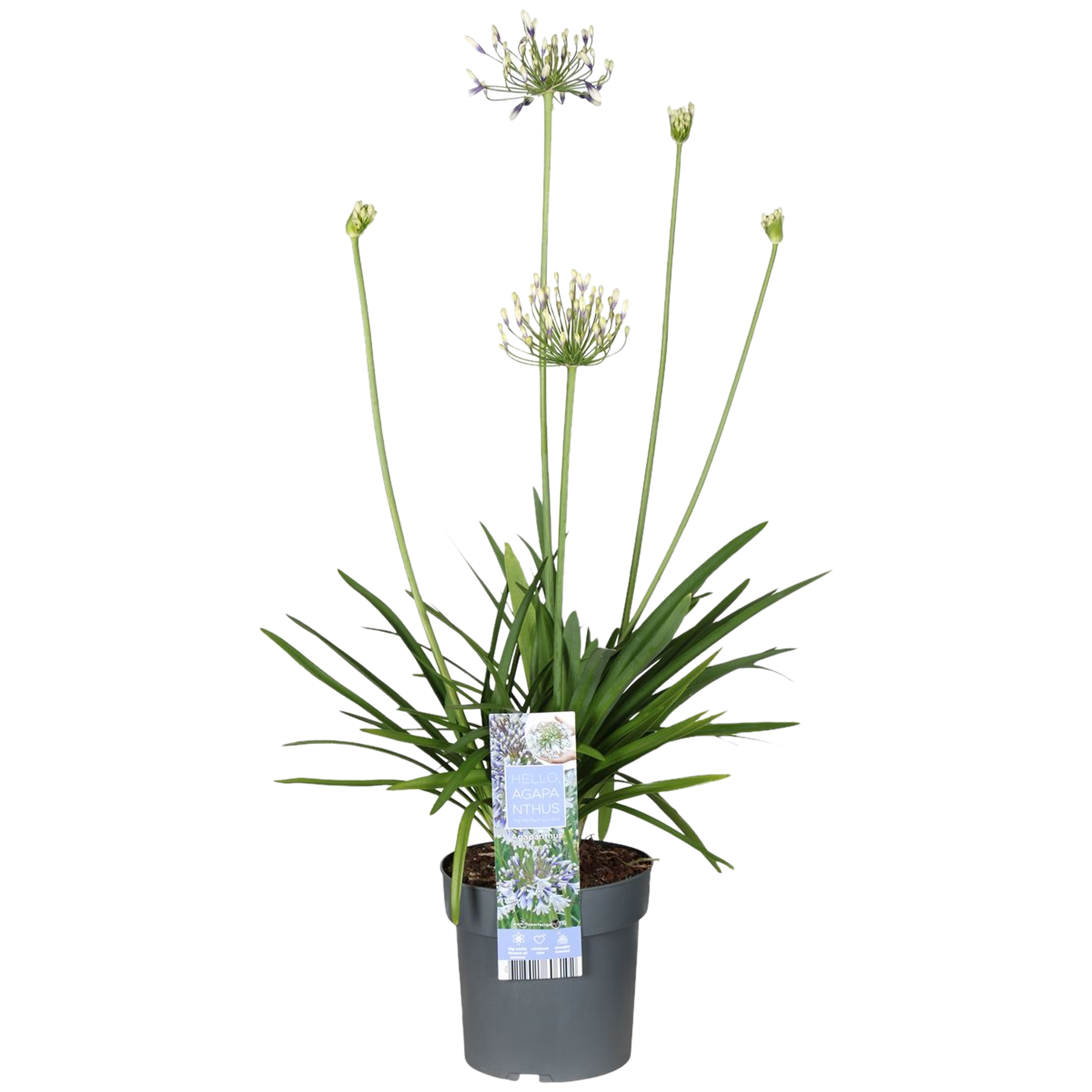 Agapant Fireworks 50-70 cm