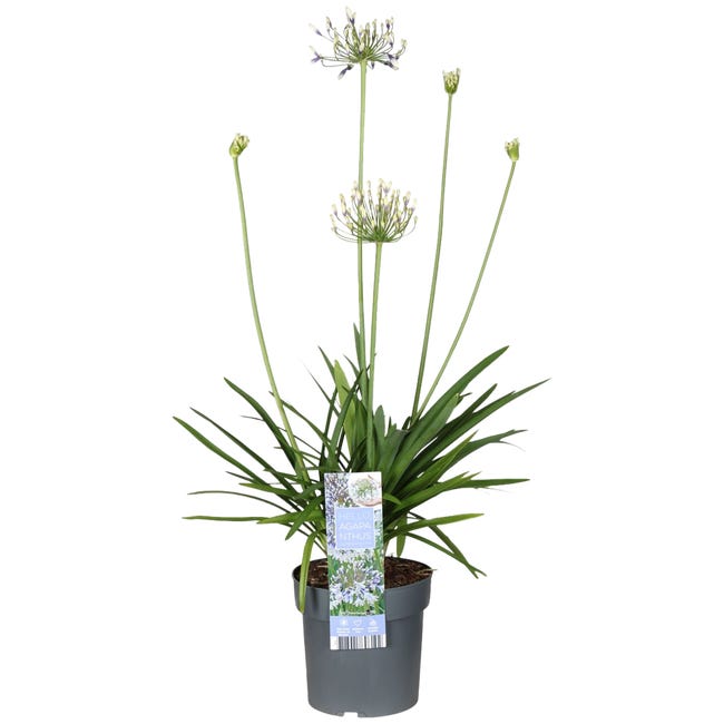 Agapant fireworks 50 70 cm 90836734