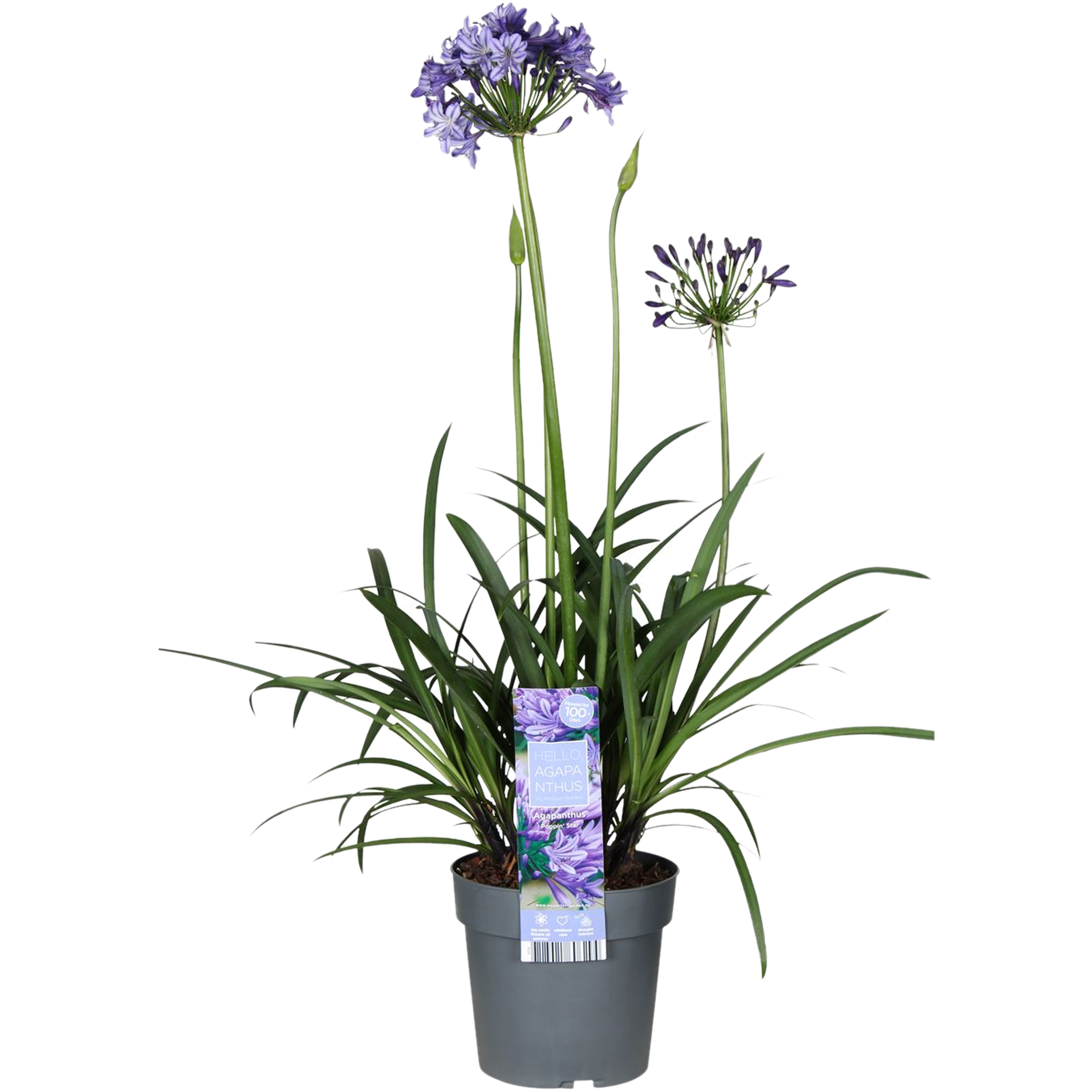 Agapant Poppin Star 50-70 cm
