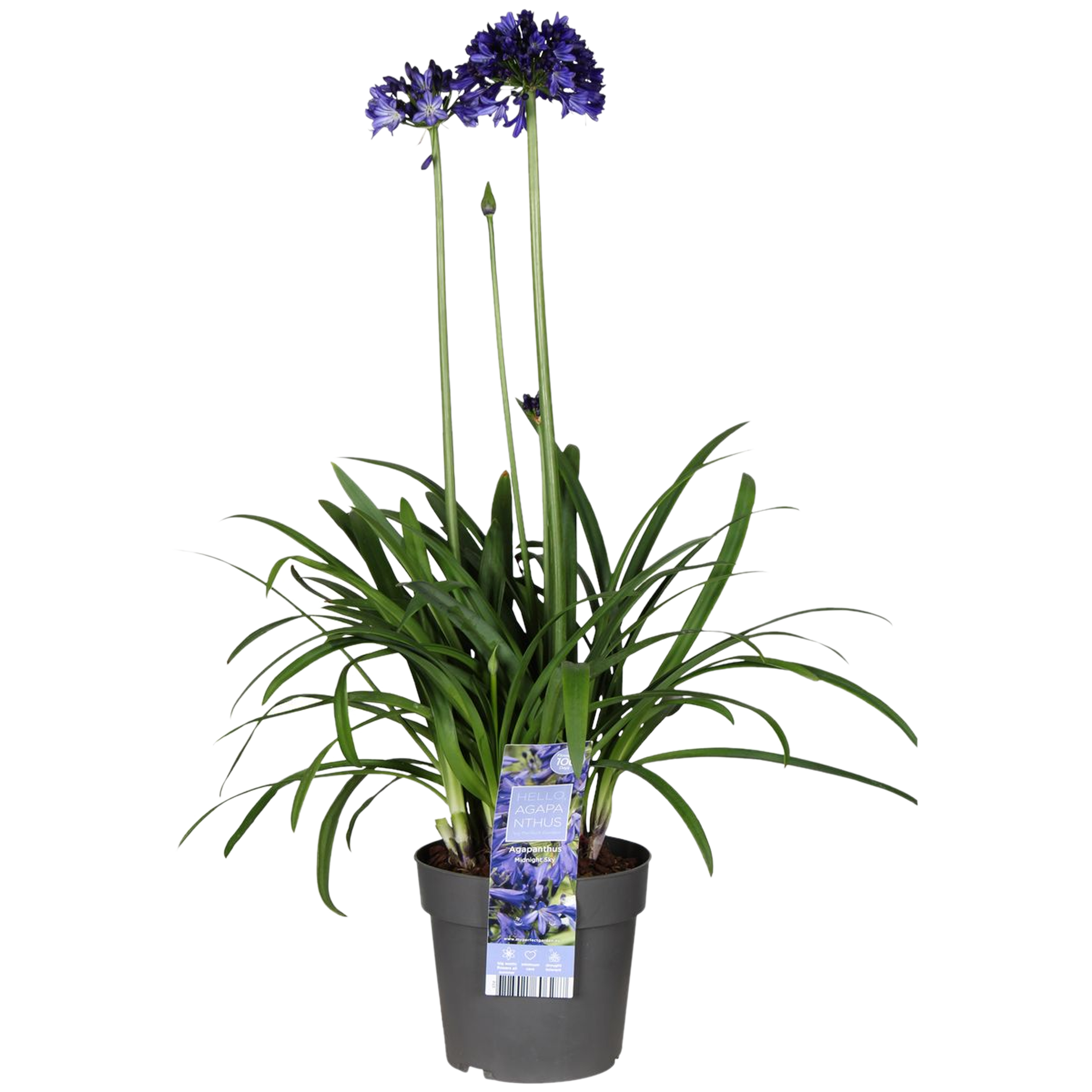 Agapant Midnight Sky 50-70 cm