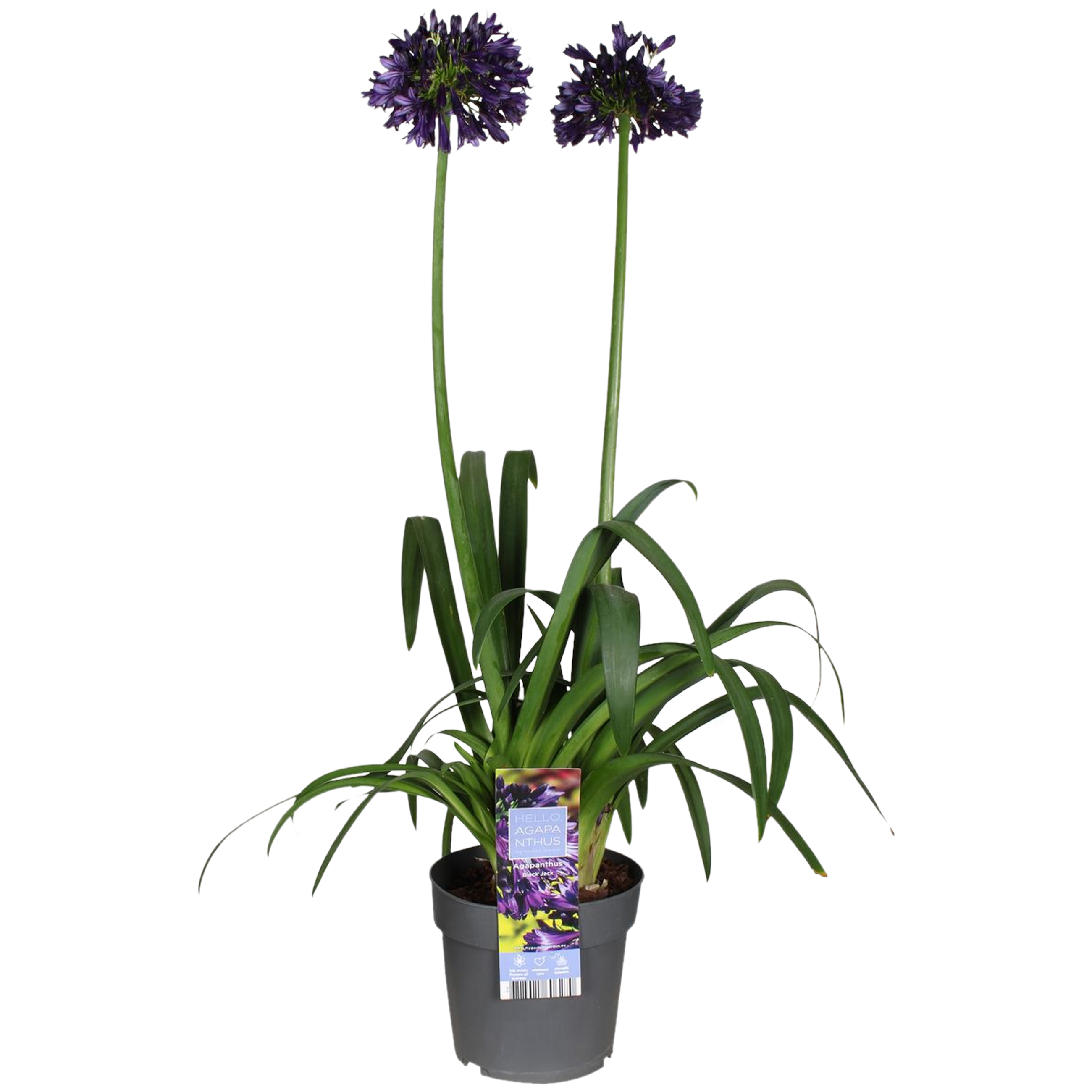 Agapant Blackjack 50-70 cm