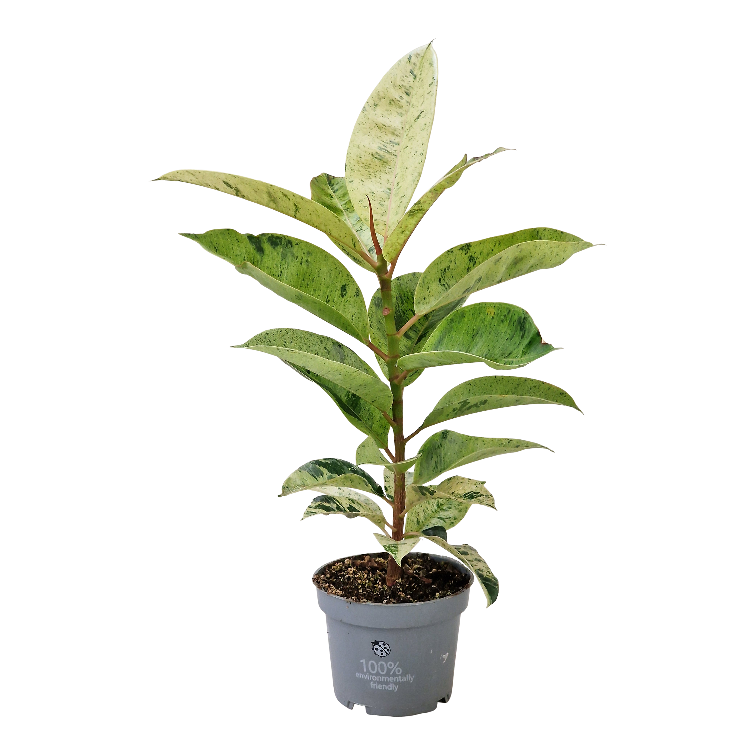Fikus Robusta Shivereana 25 cm