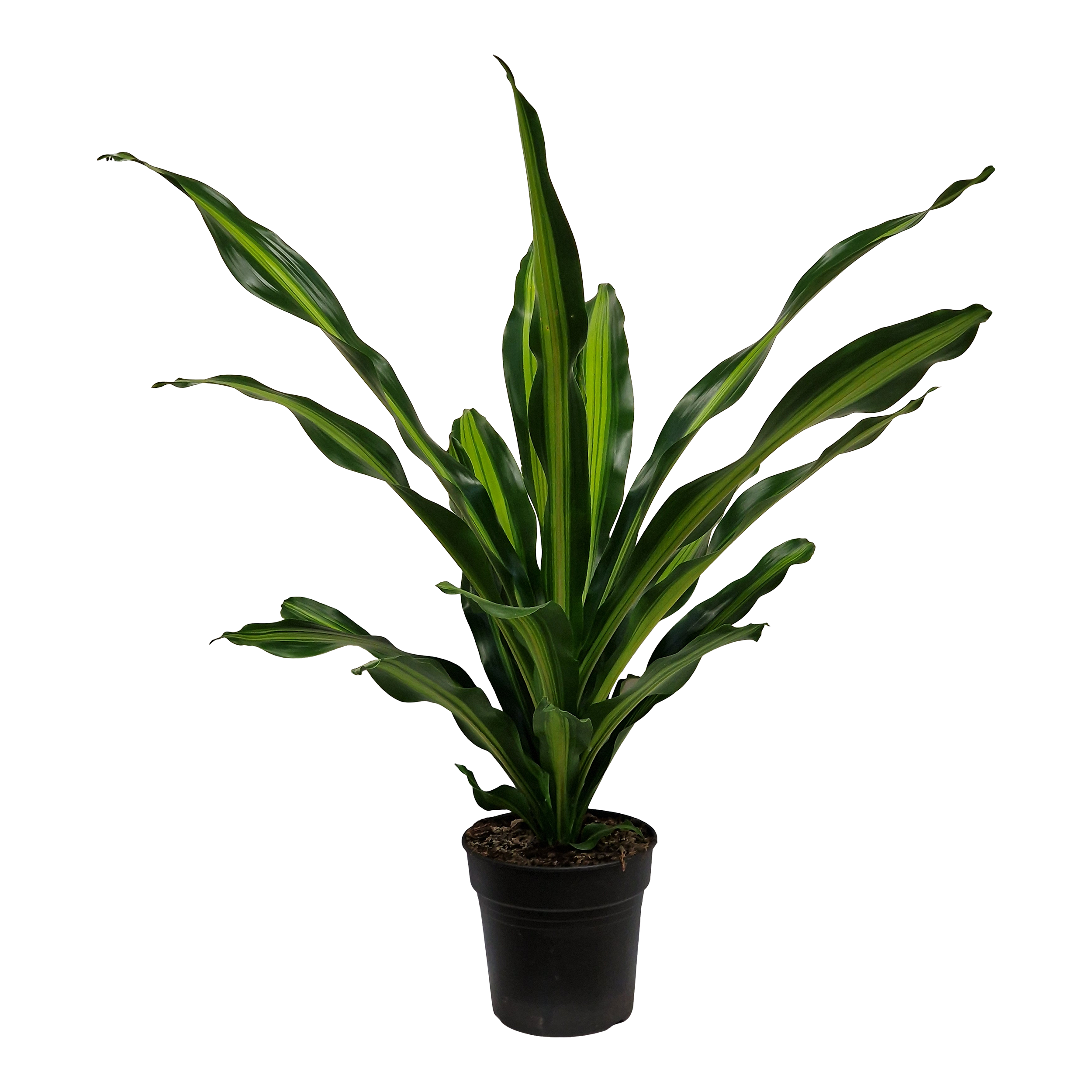 Dracena Burley 110 cm