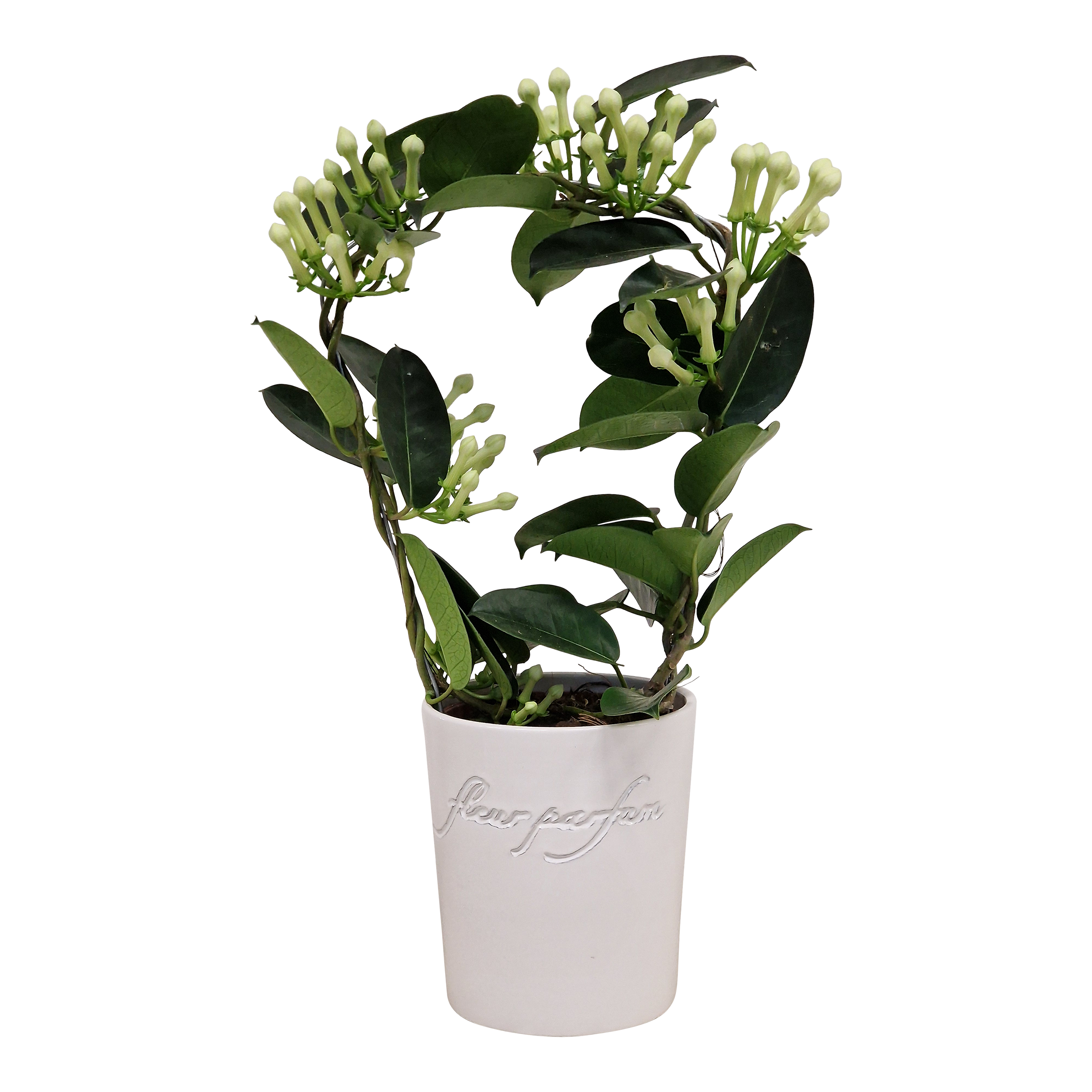 Stefanotis Fleur Parfum 45 cm