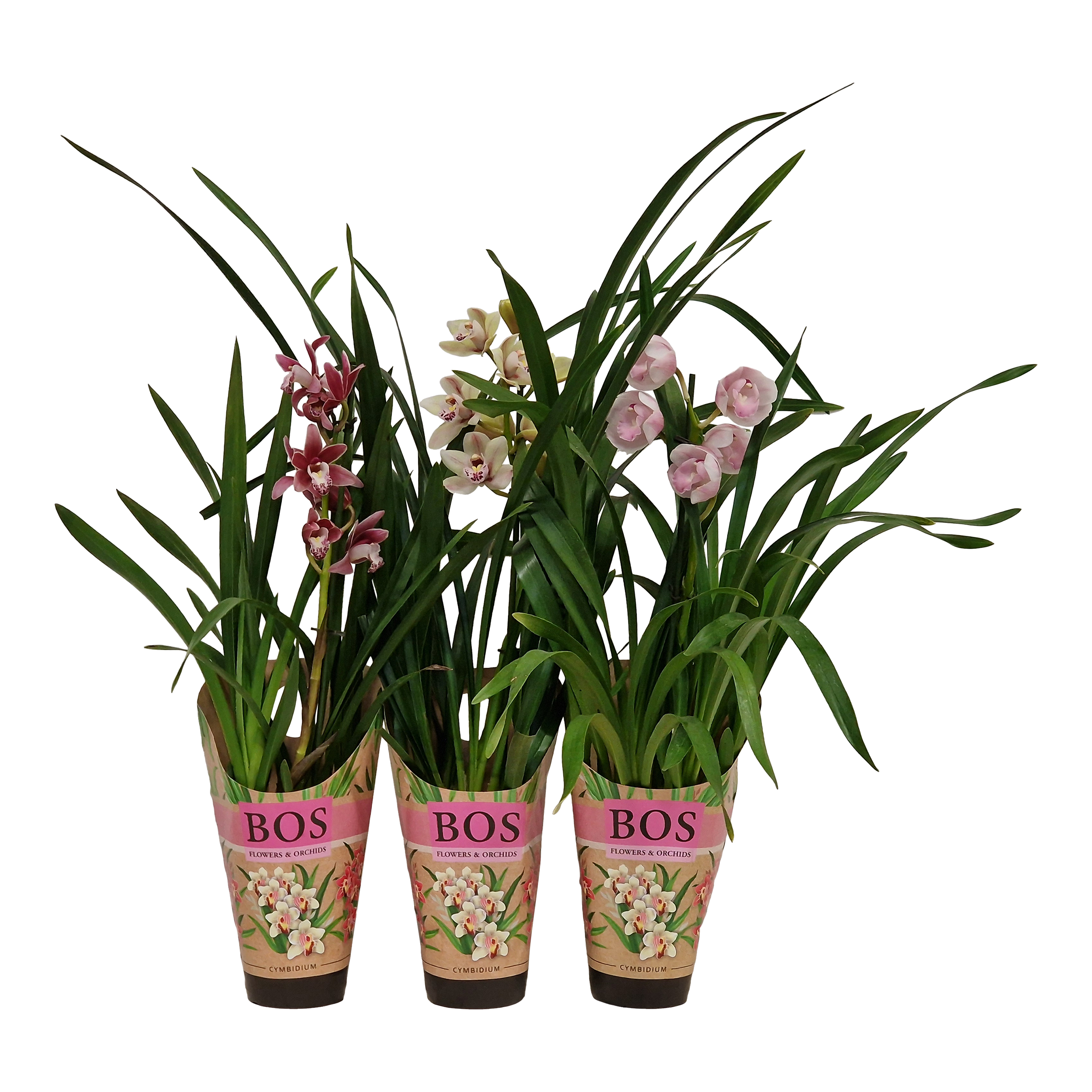 Storczyk Cymbidium mix 50 cm