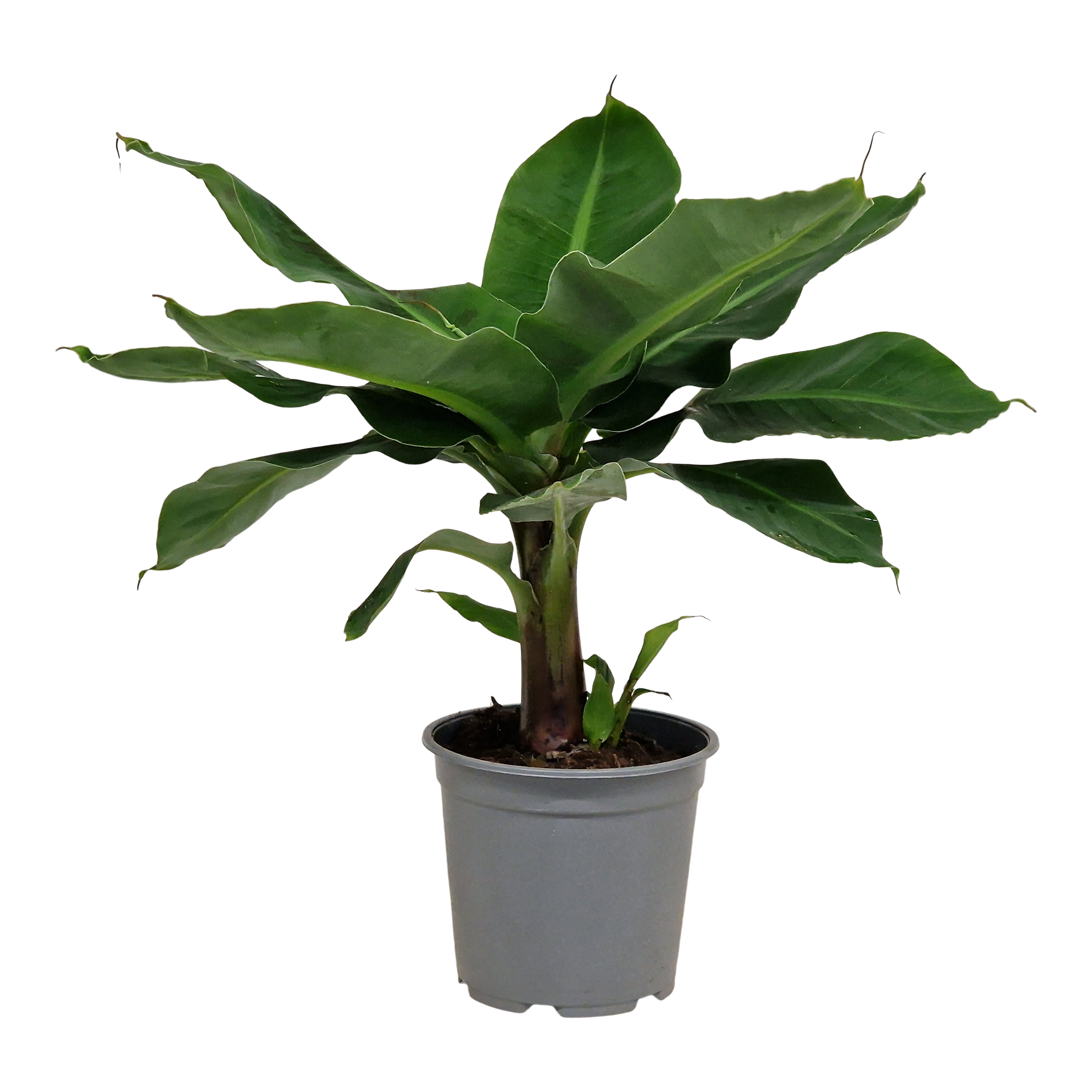Bananowiec Musa 70 cm