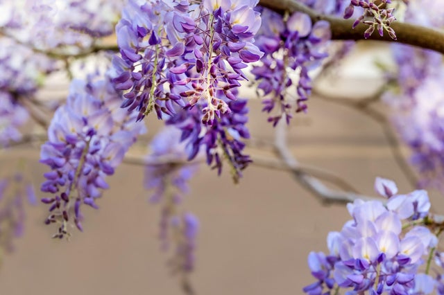 Wisteria - Leroy Merlin