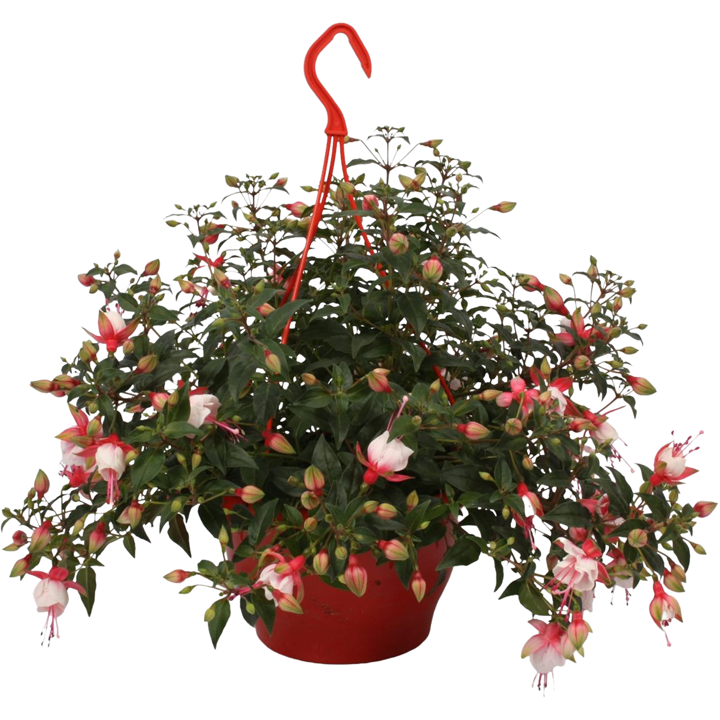 Fuksja wisząca w doniczce 45 cm