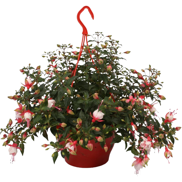 Fuksja wisząca w doniczce 45 cm