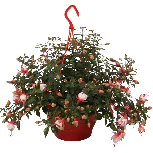 Fuksja wiszaca w doniczce 45 cm 90868937