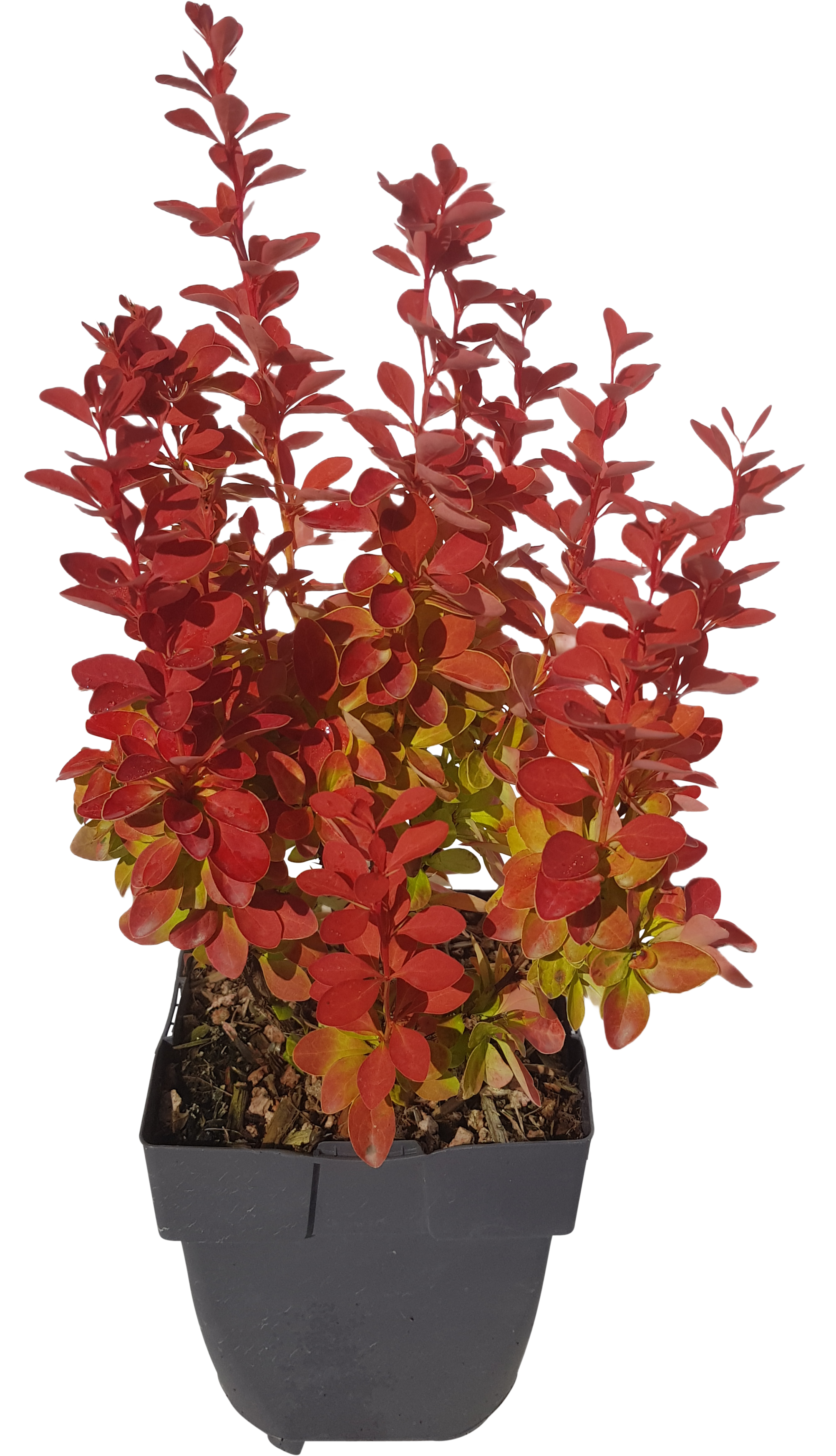 Berberys 35-40 cm