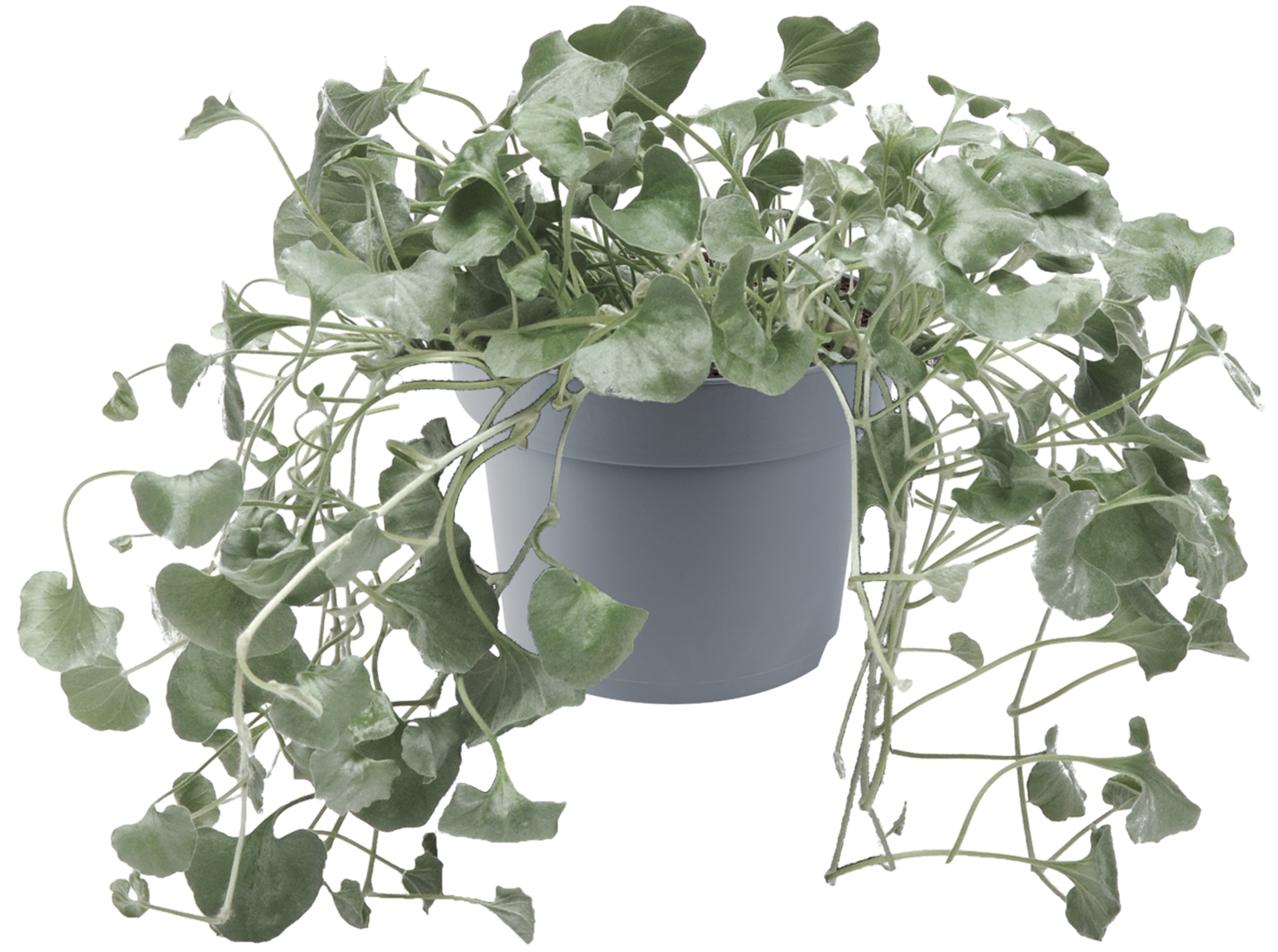 Dichondra srebrzysta 13-15 cm