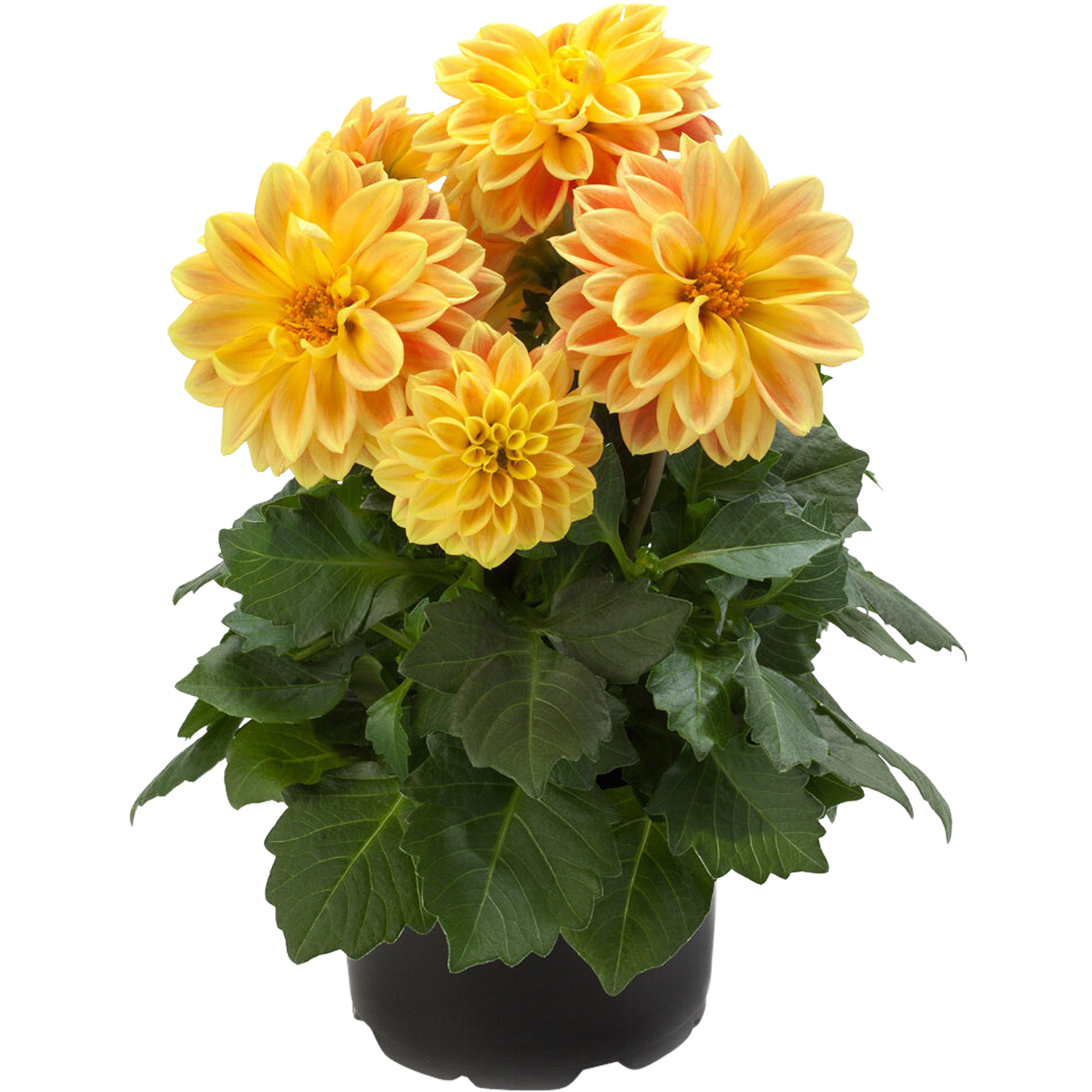 Dalia Dahilietta 20-30 cm