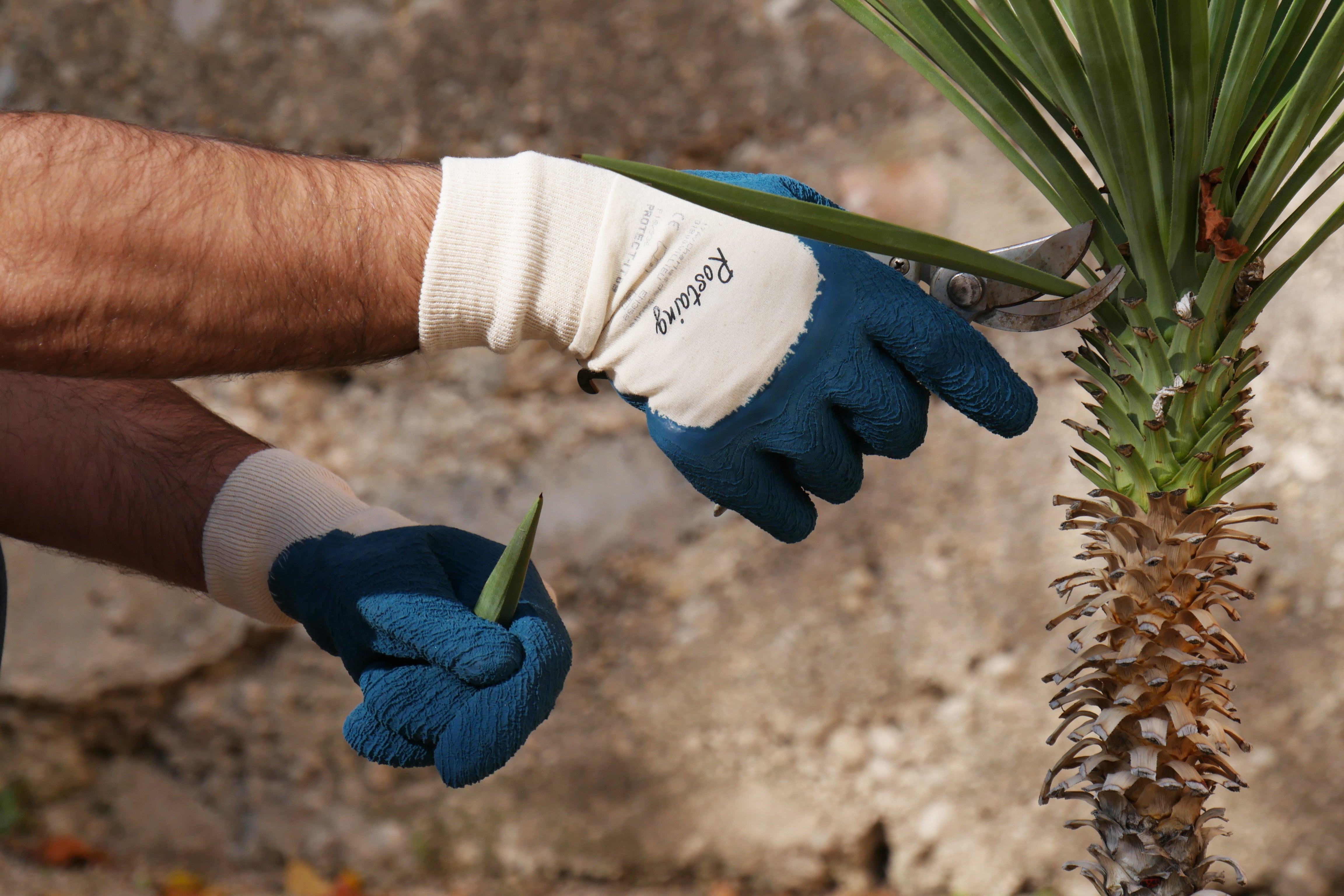 gant pour les travaux de jardinage latex, T 7 ROSTAING - 2