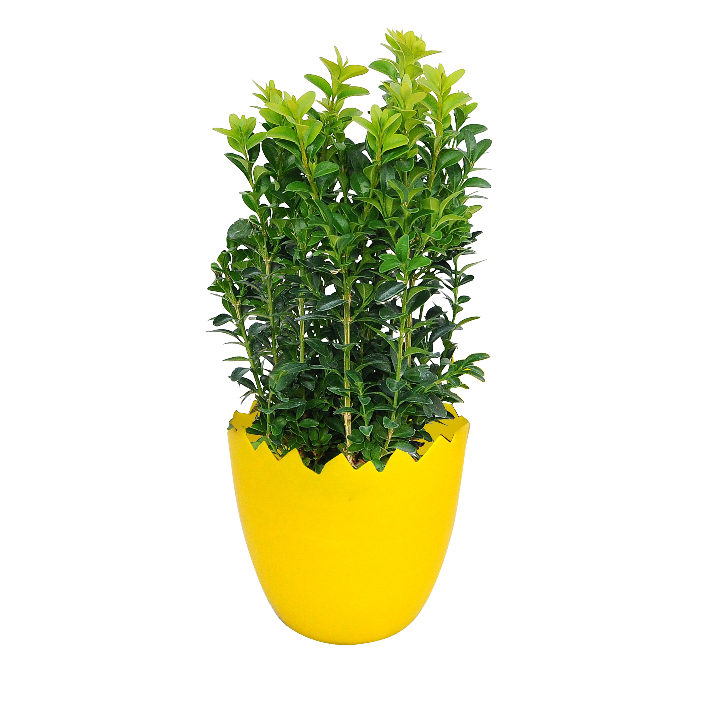 Bukszpan w osłonce wielkanocnej 20 cm