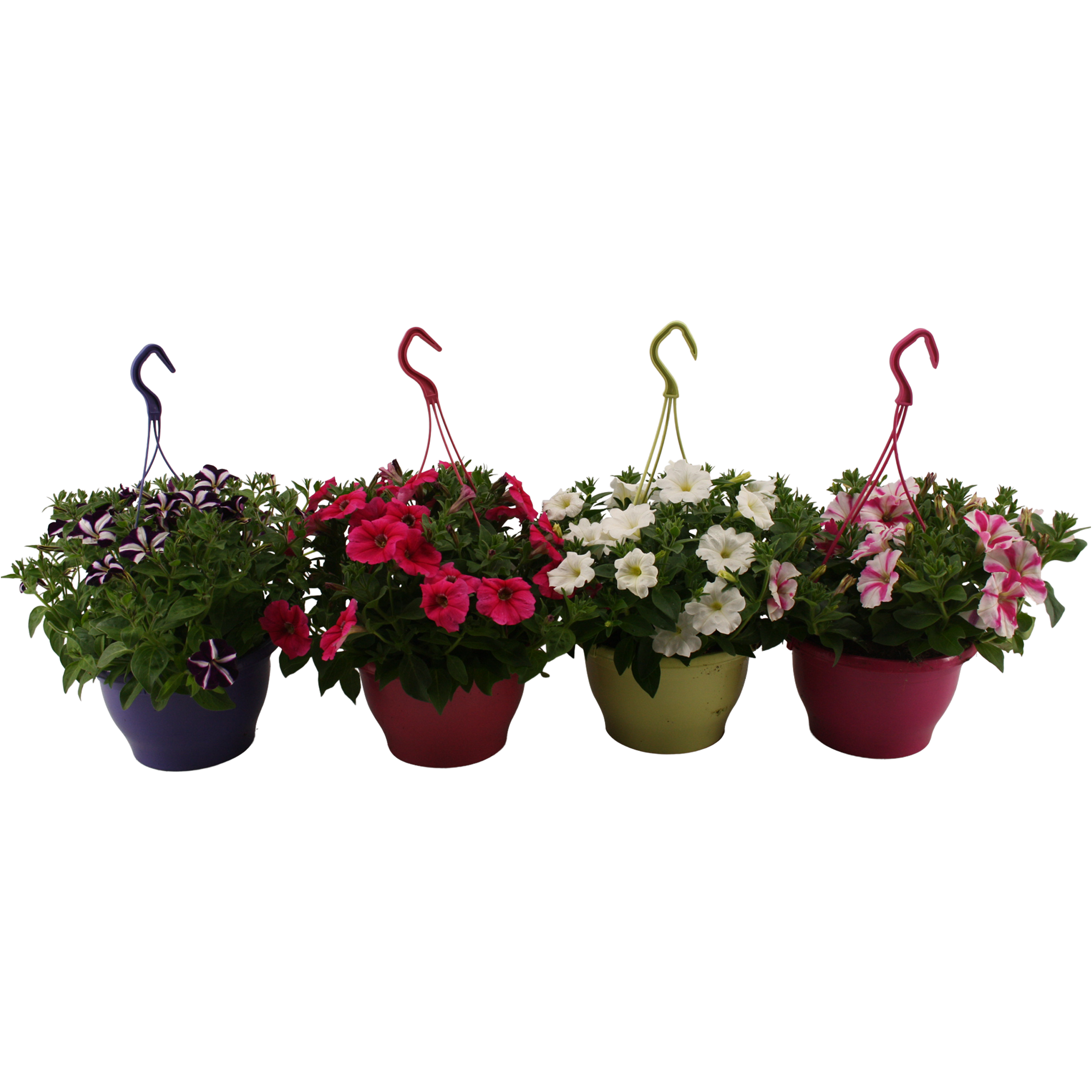 Petunia wisząca w doniczce 45 cm