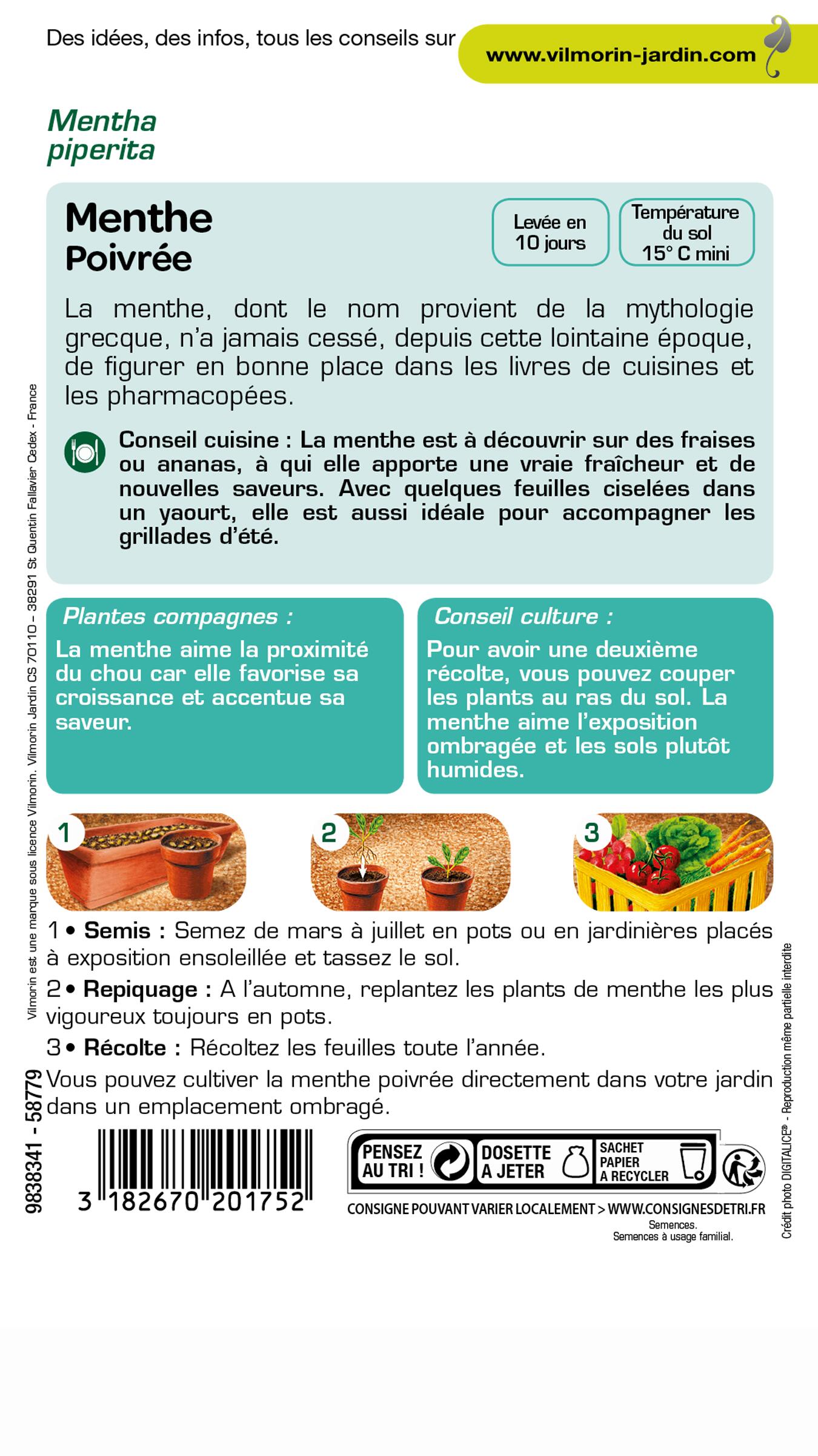 Graines de menthe VILMORIN 0.3 g - 2