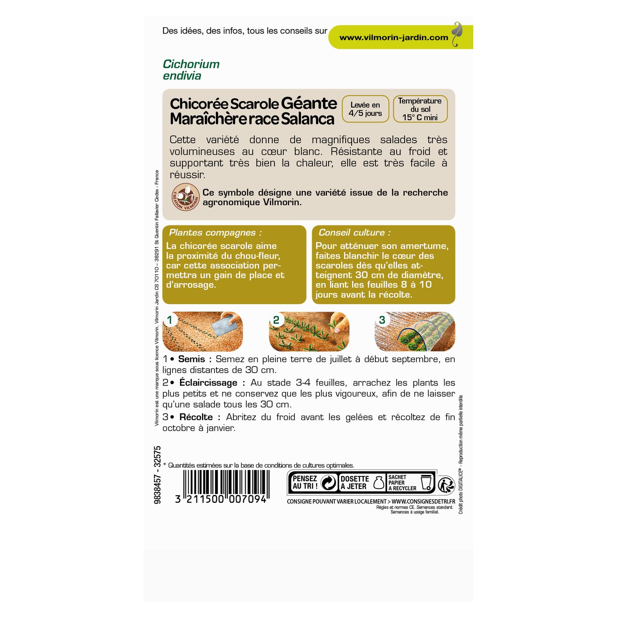 Chicorée scarole géante salanca VILMORIN 4 g - 2