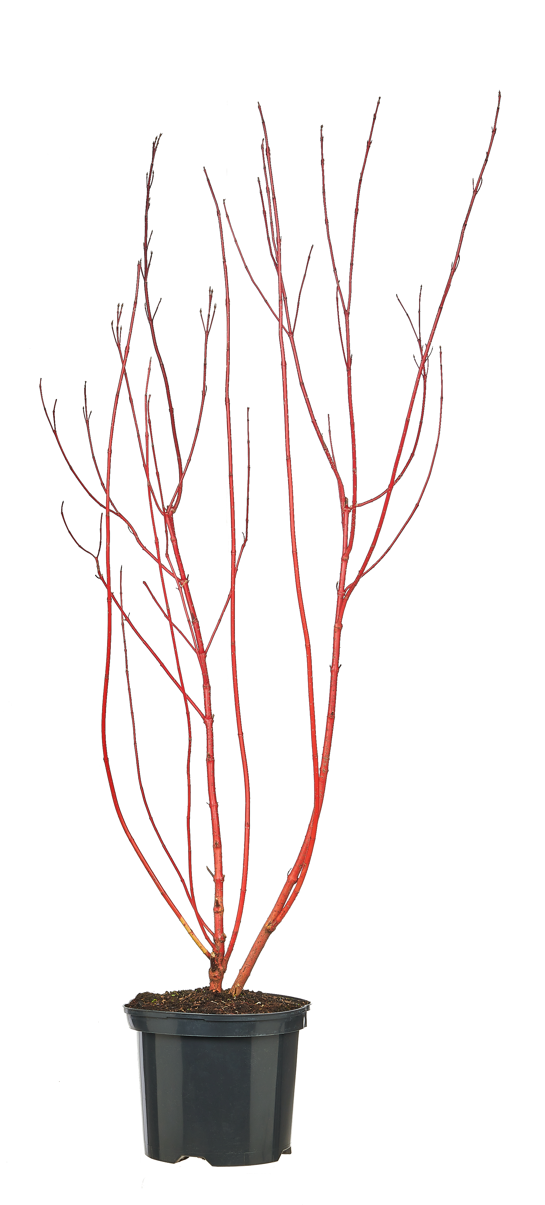 Dereń biały mix 40-60 cm