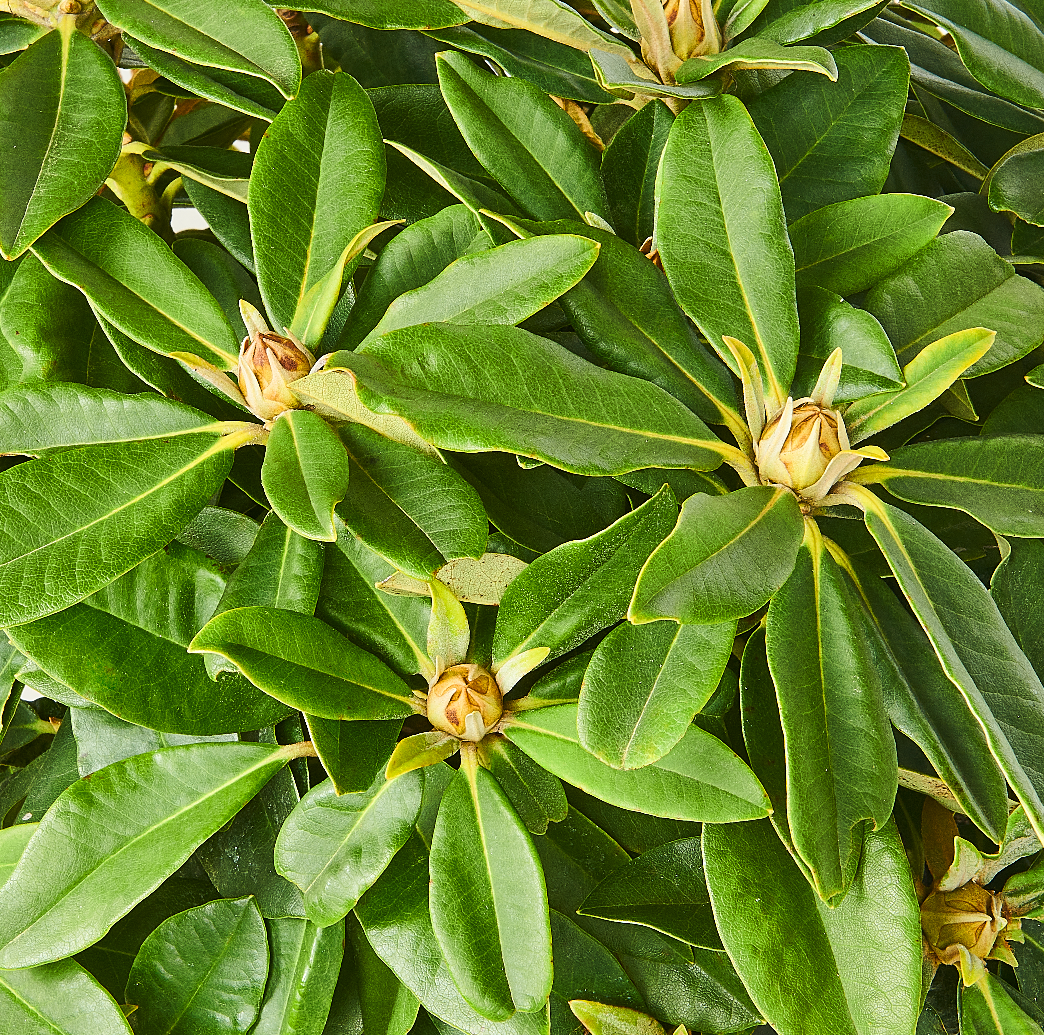 Różanecznik Yakushima 20-30 cm - 6