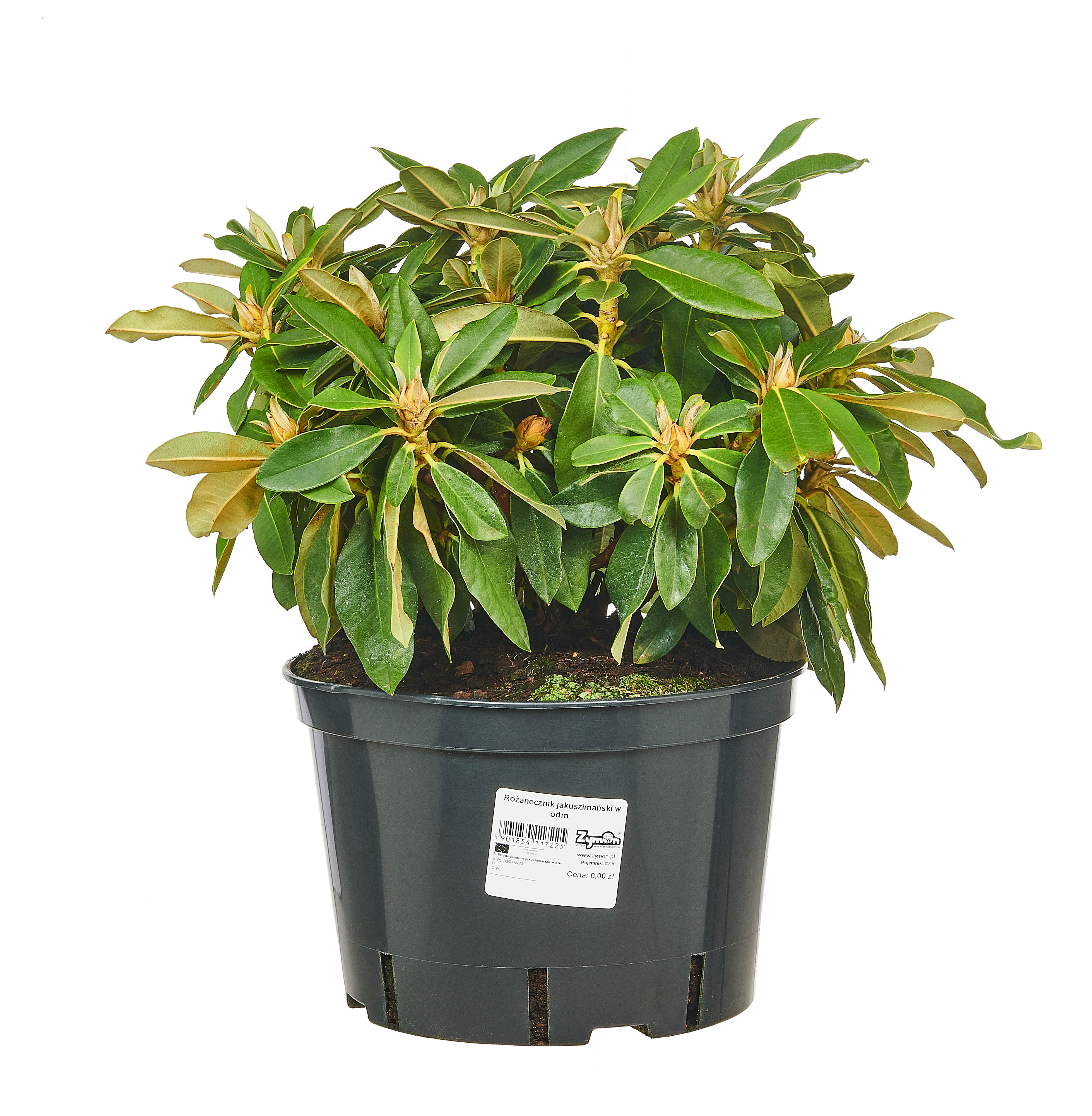 Różanecznik Yakushima 20-30 cm - 7