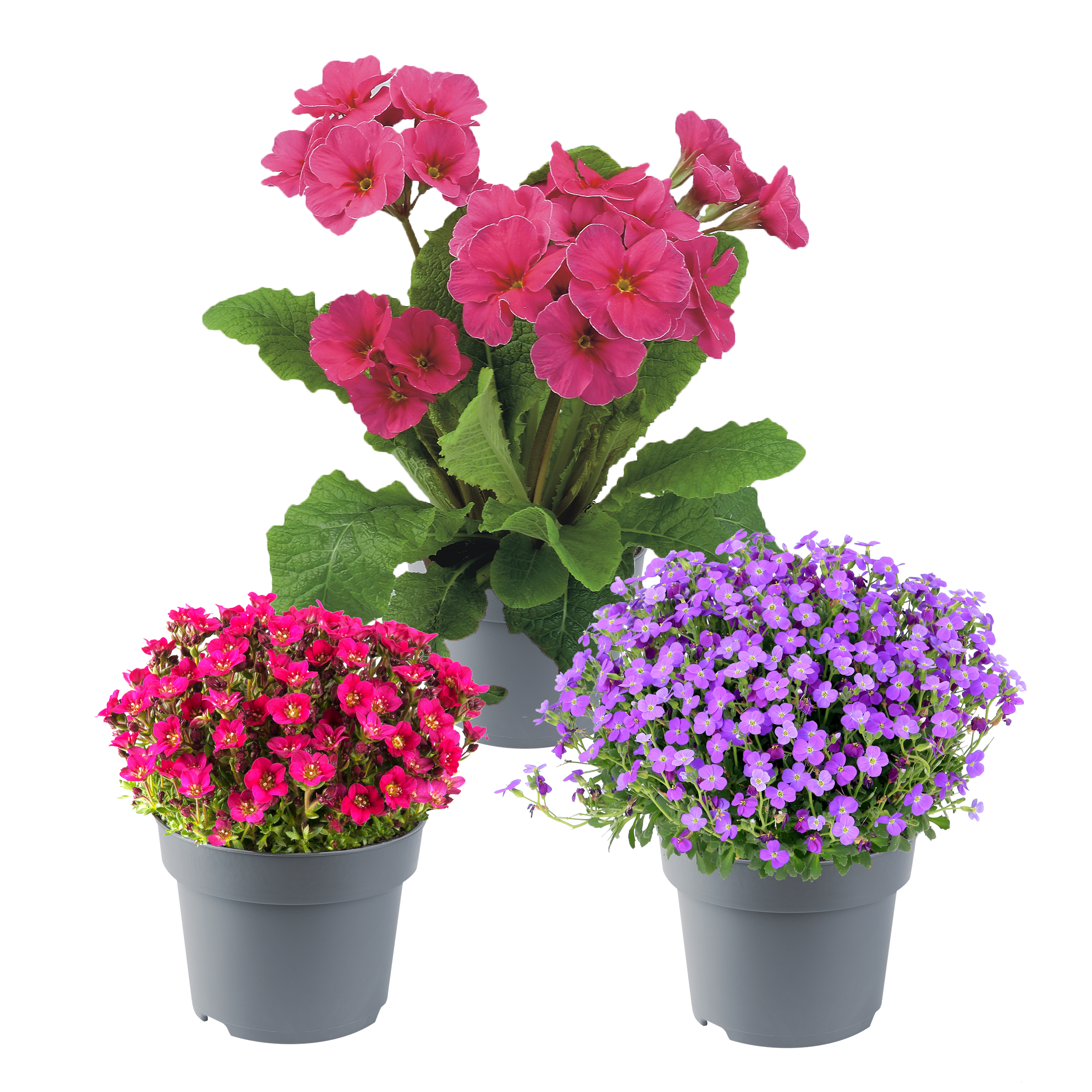 Byliny wiosenne skalne mix 20-30 cm