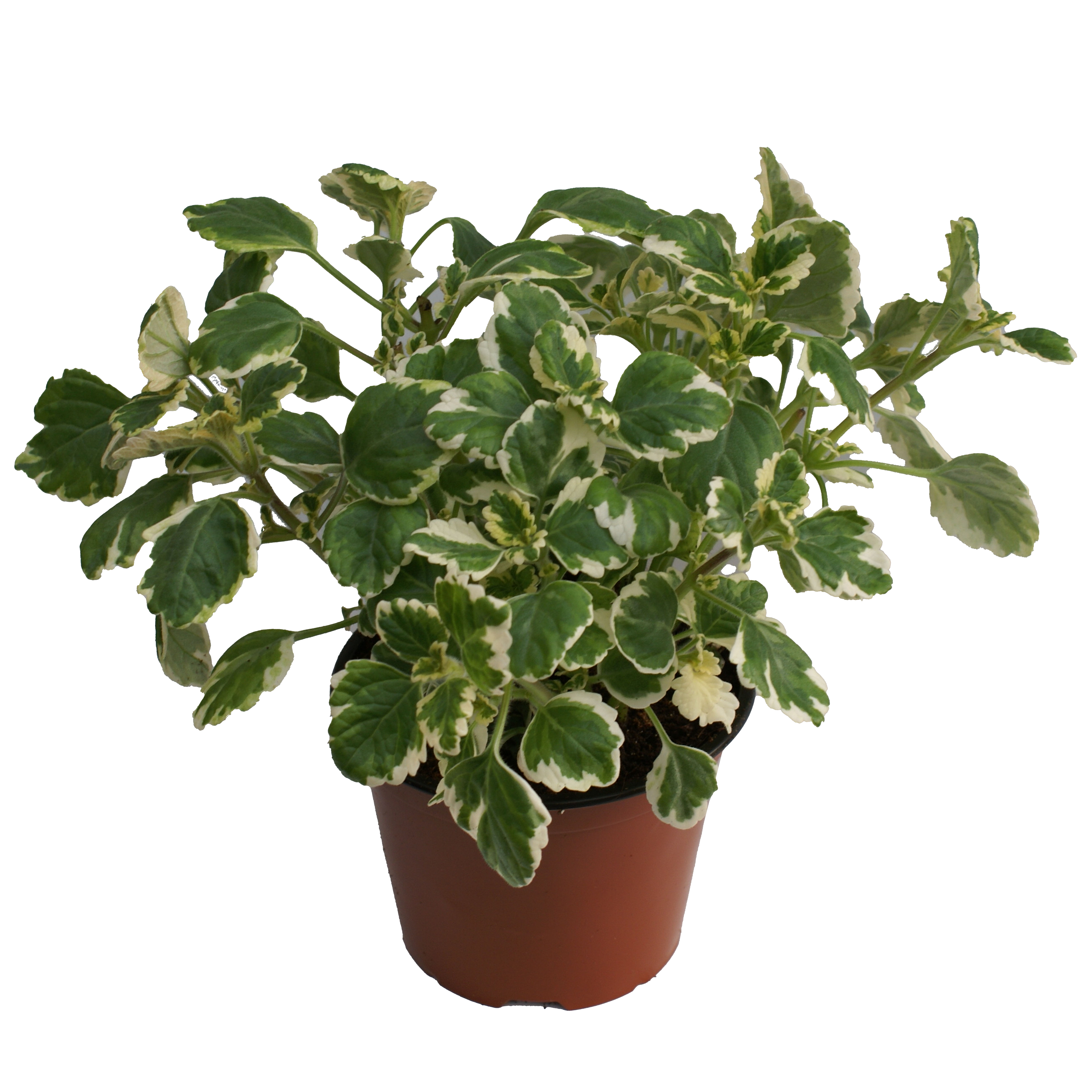 Plektrantus Komarzyca 20-30 cm