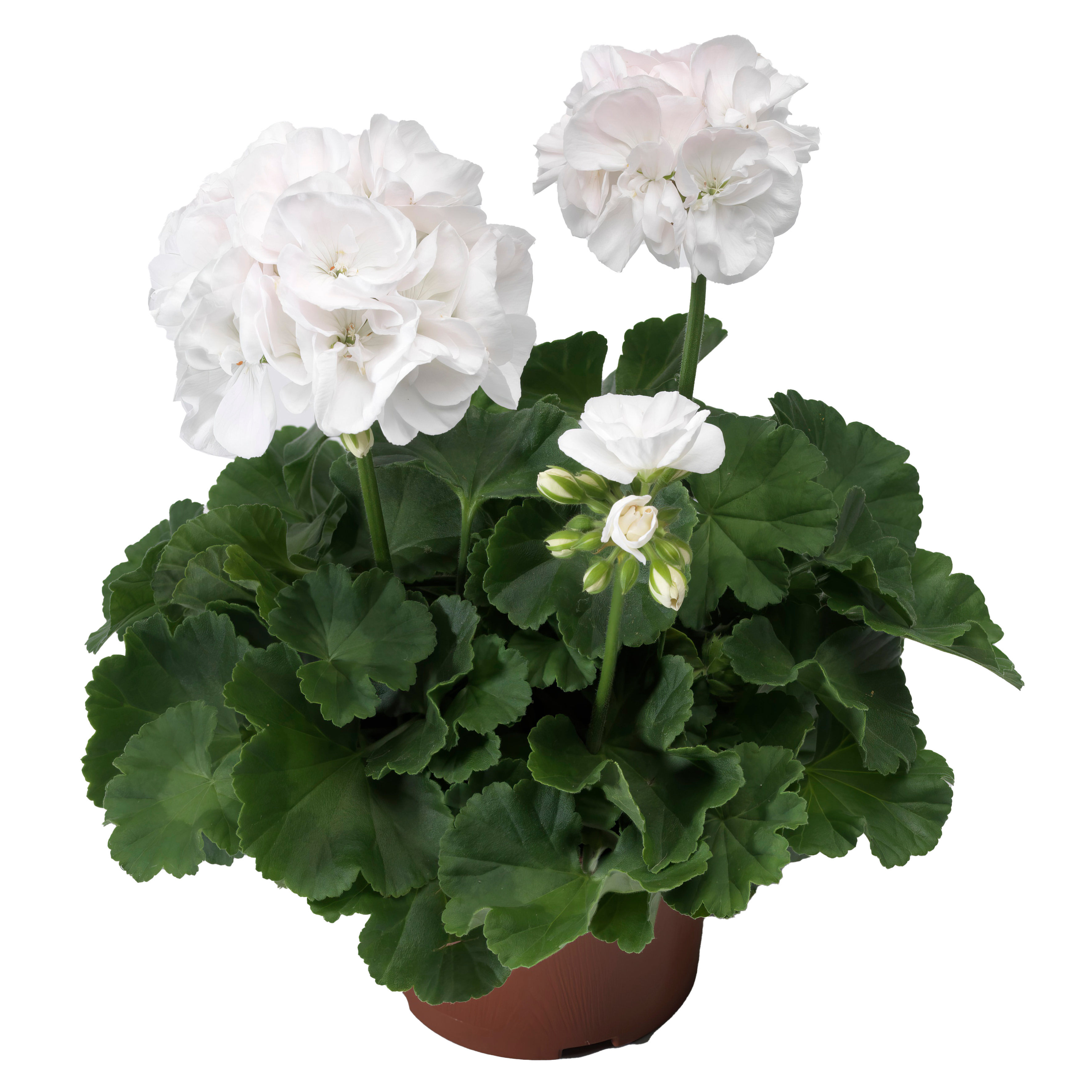 Pelargonia rabatowa 35 cm