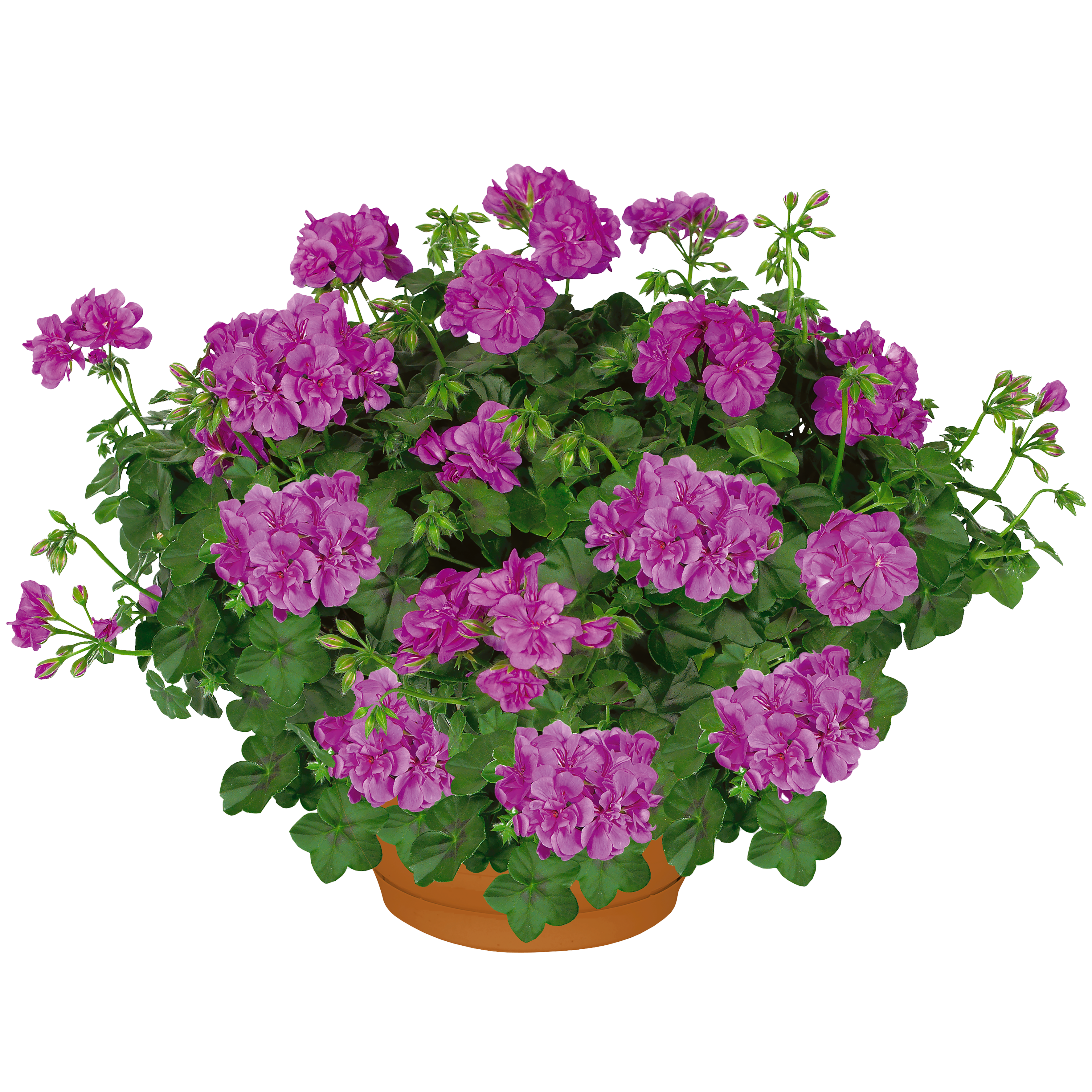 Pelargonia bluszczolistna pełna Amelit 35 cm