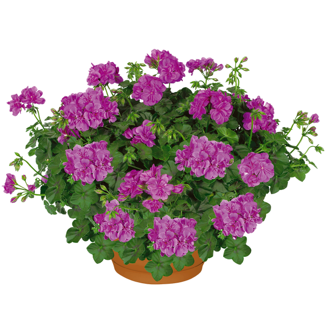 Pelargonia bluszczolistna pełna Amelit 35 cm