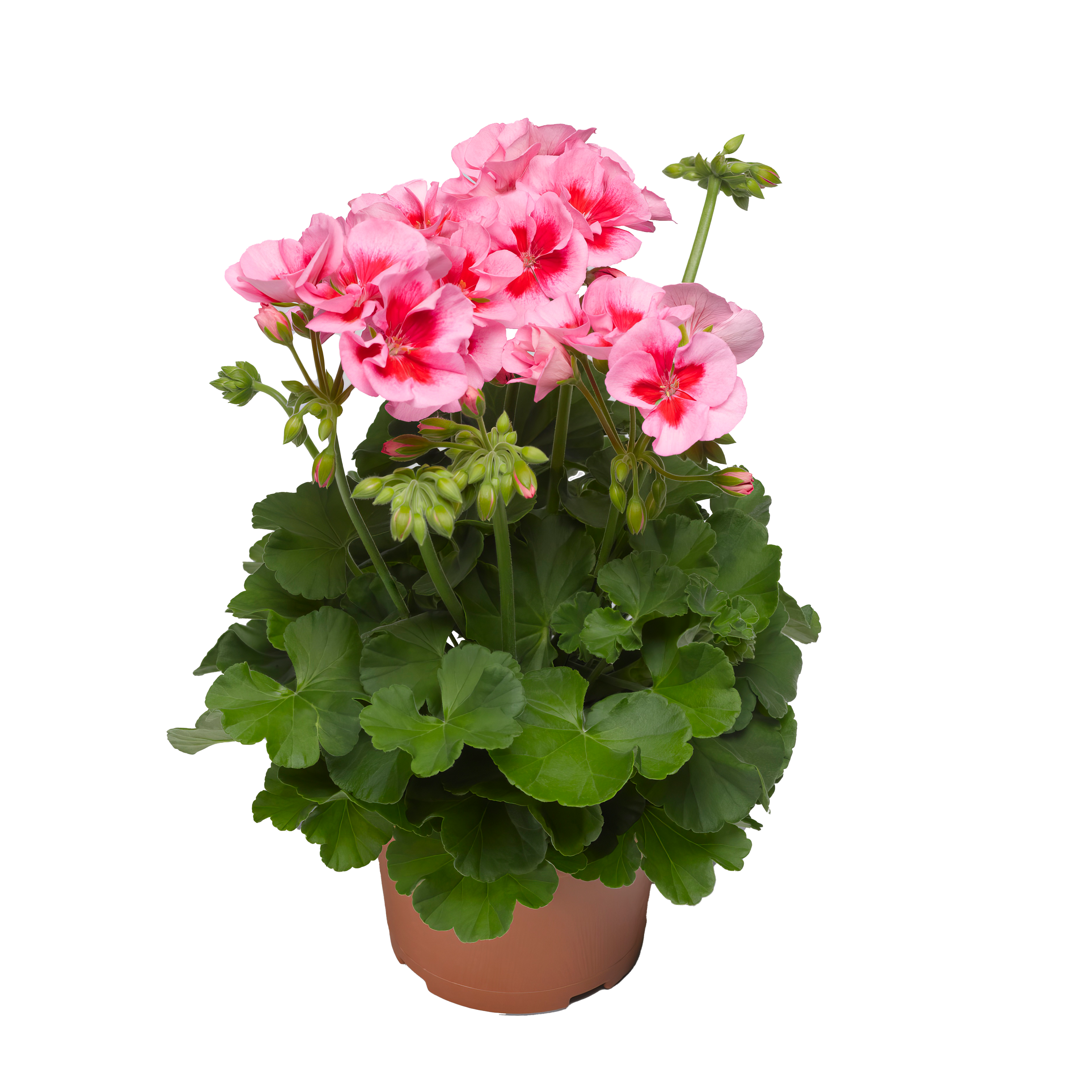 Pelargonia Calioppe Rose Splash 35 cm