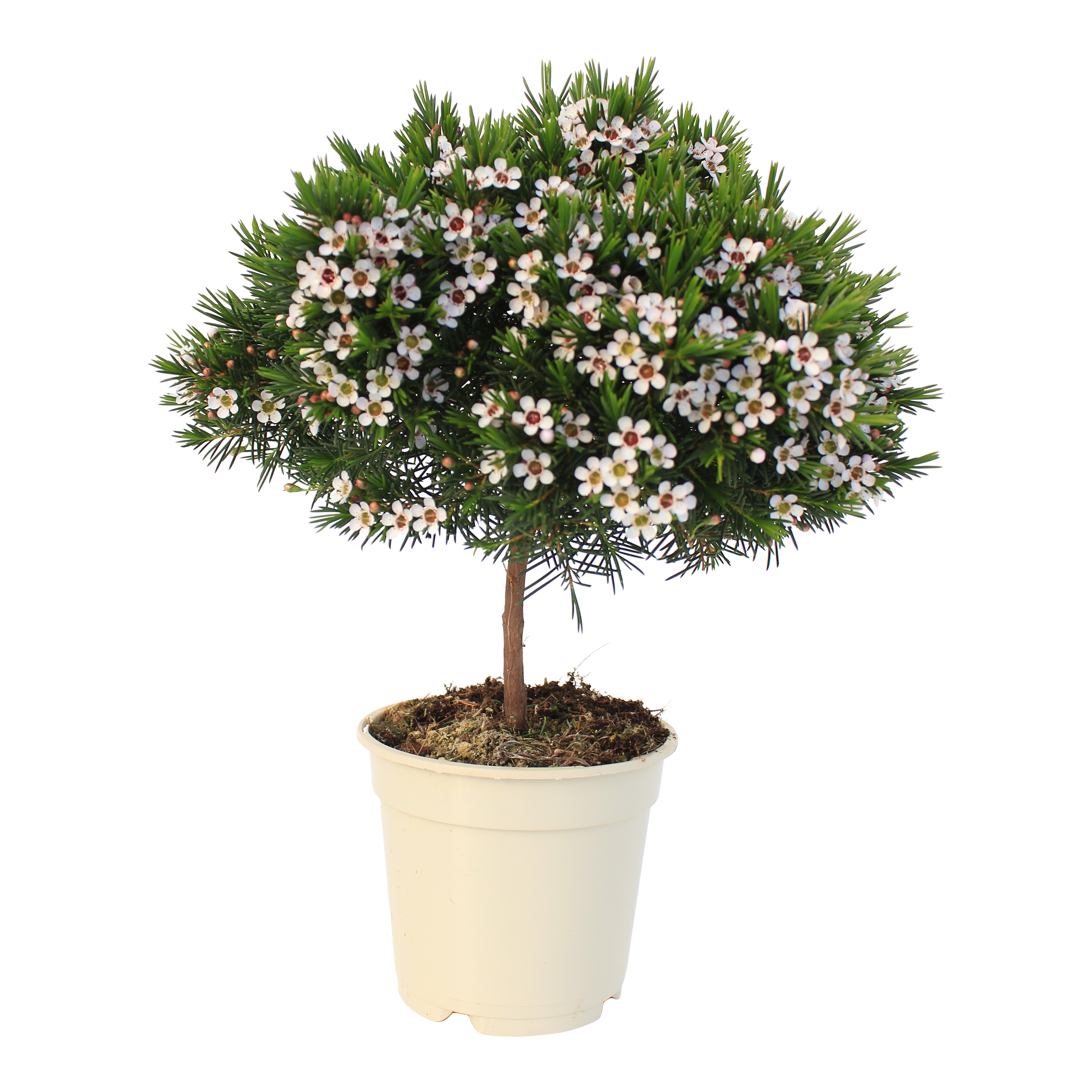 Woskówka na pniu 45 cm