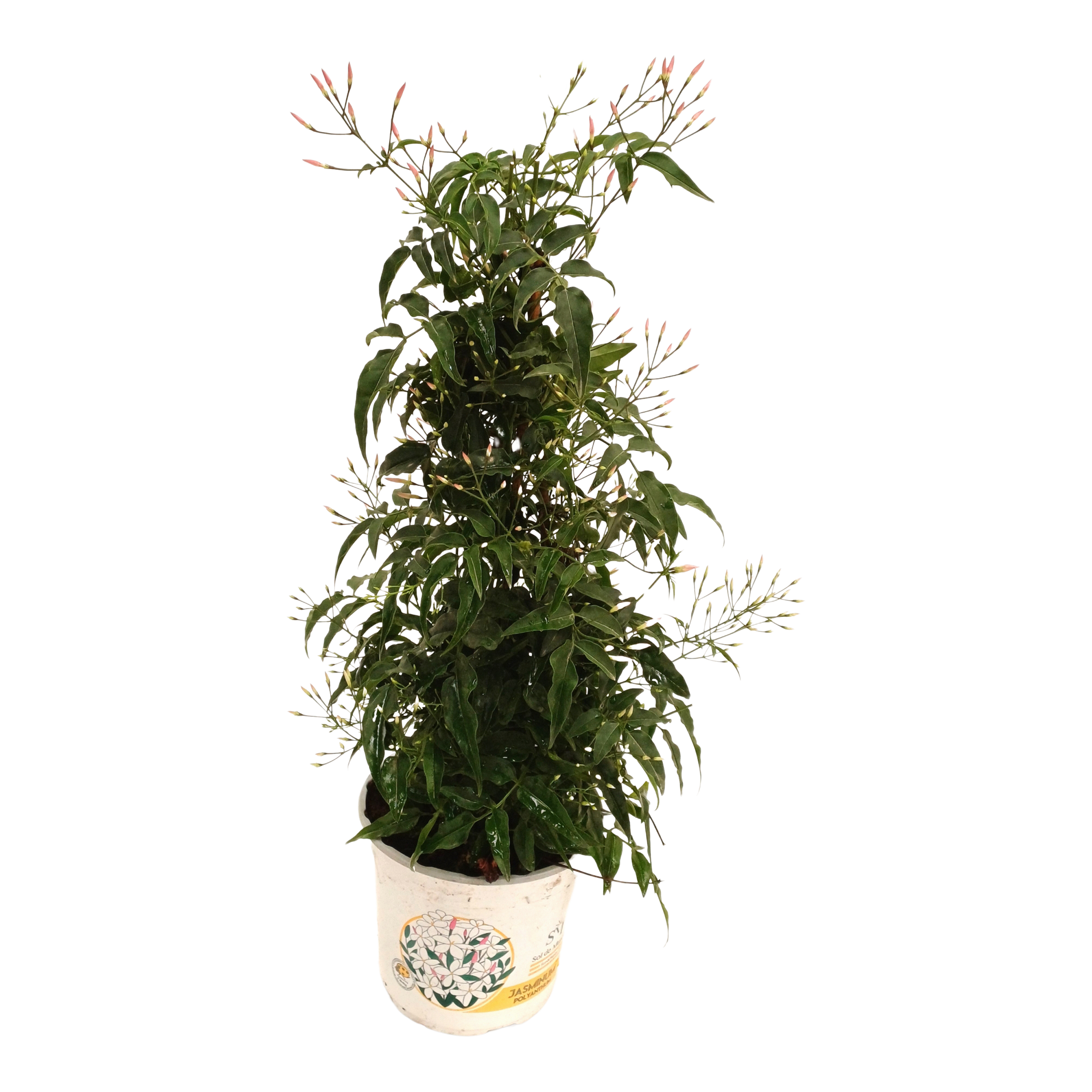 Jaśmin Wielokwiatowy 50 cm