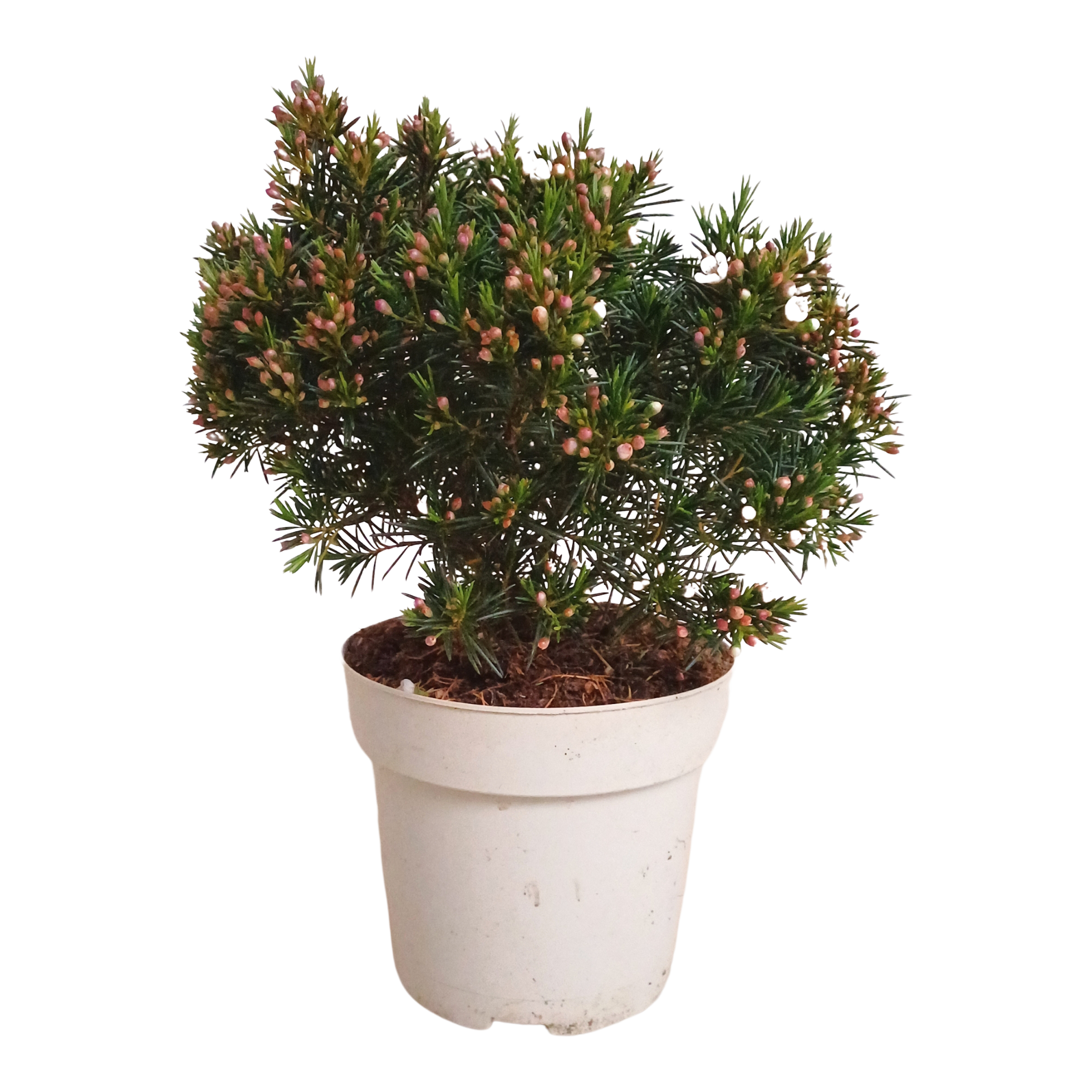 Woskówka 32 cm