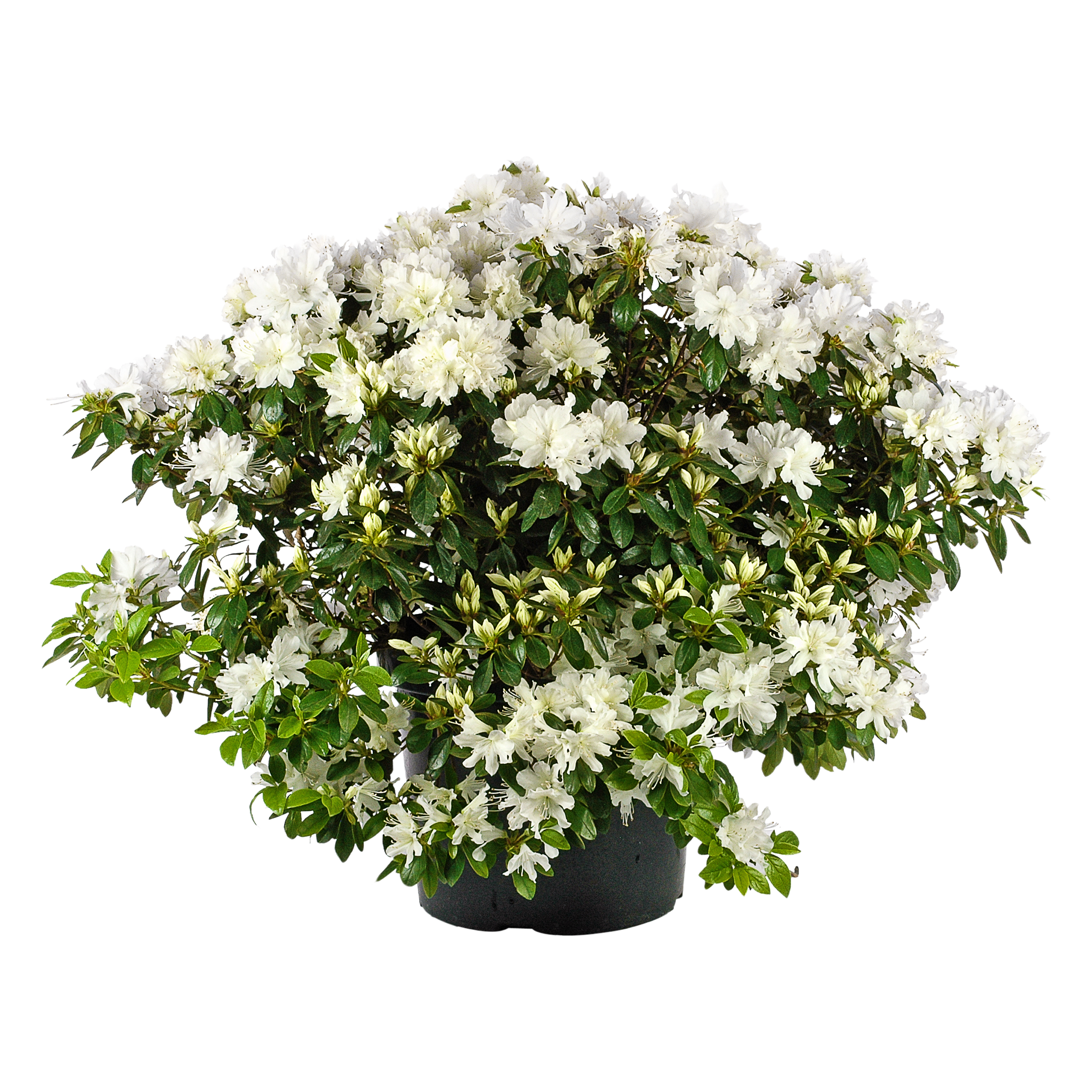 Azalia japońska 30-40 cm