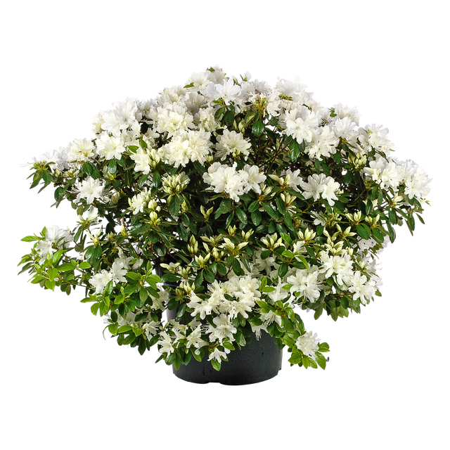 Azalia japońska 30-40 cm